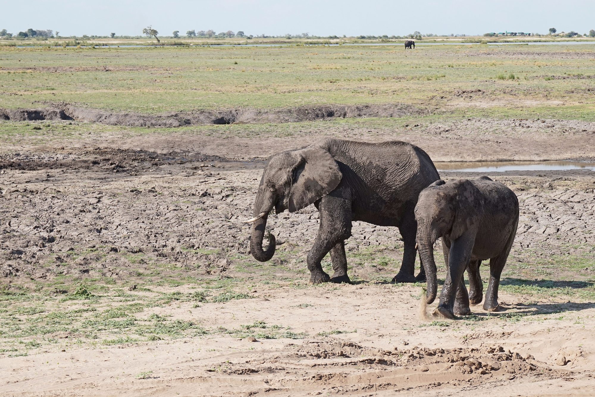 Chobe National Park, Botswana