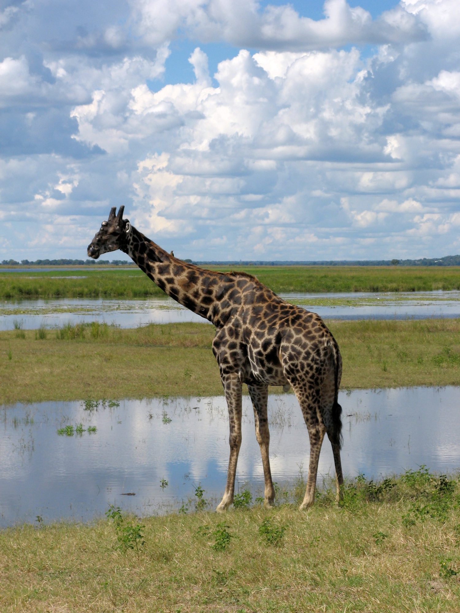 Chobe National Park, Botswana