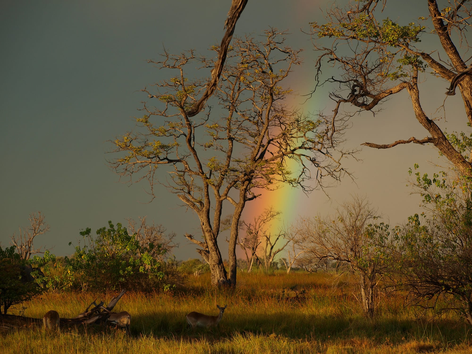 Okavango Delta, Botswana