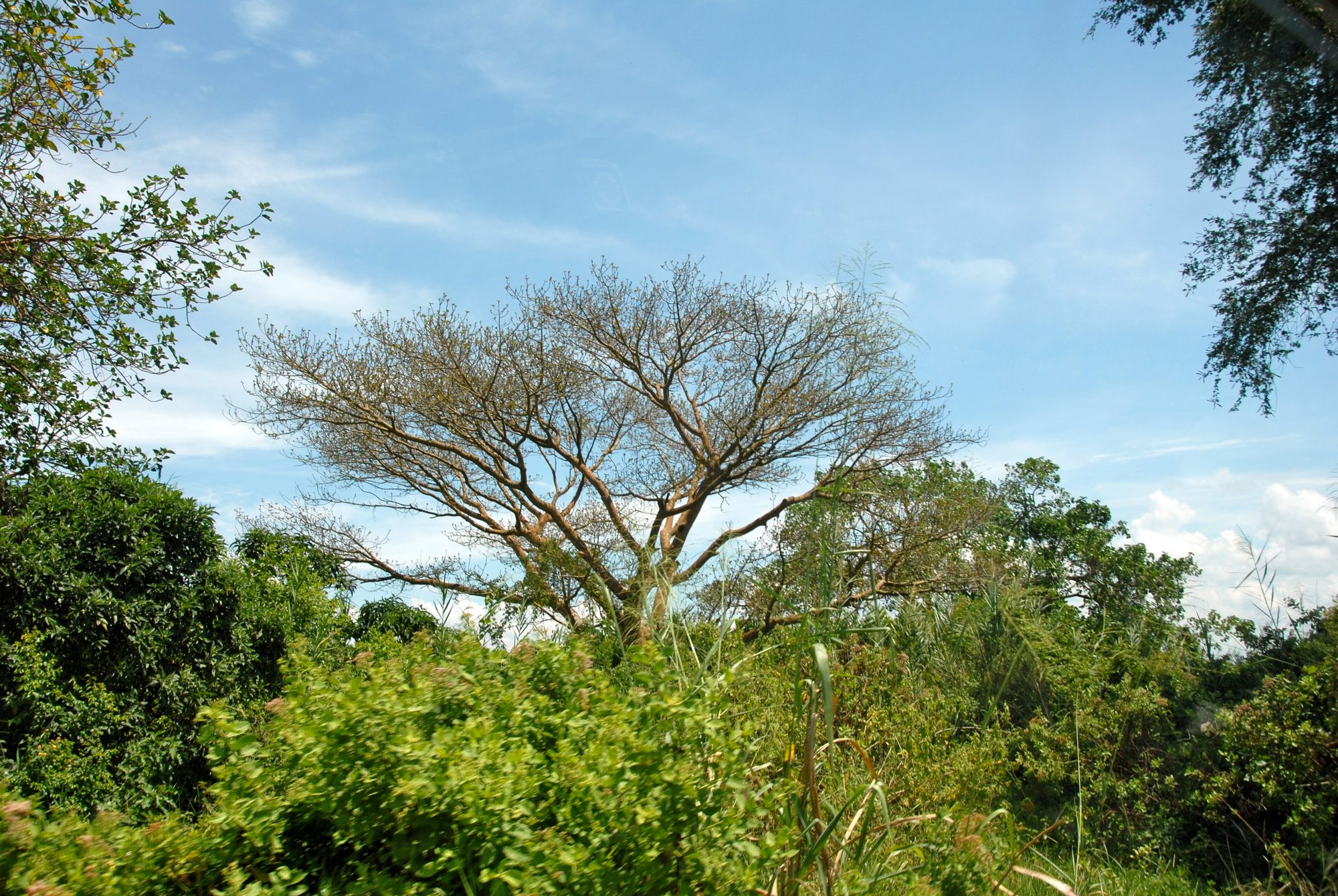 Rusizi National Park, Burundi