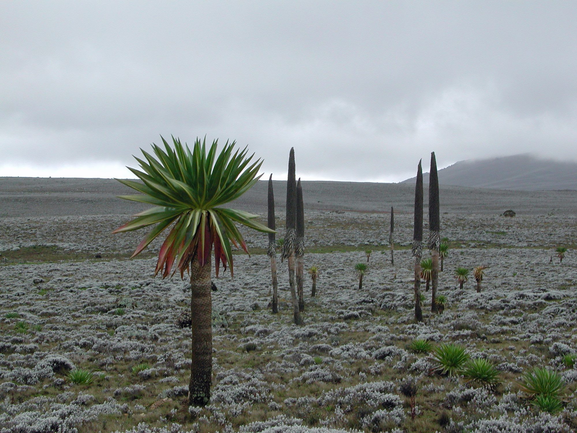 Landschaft der Bale Mountains