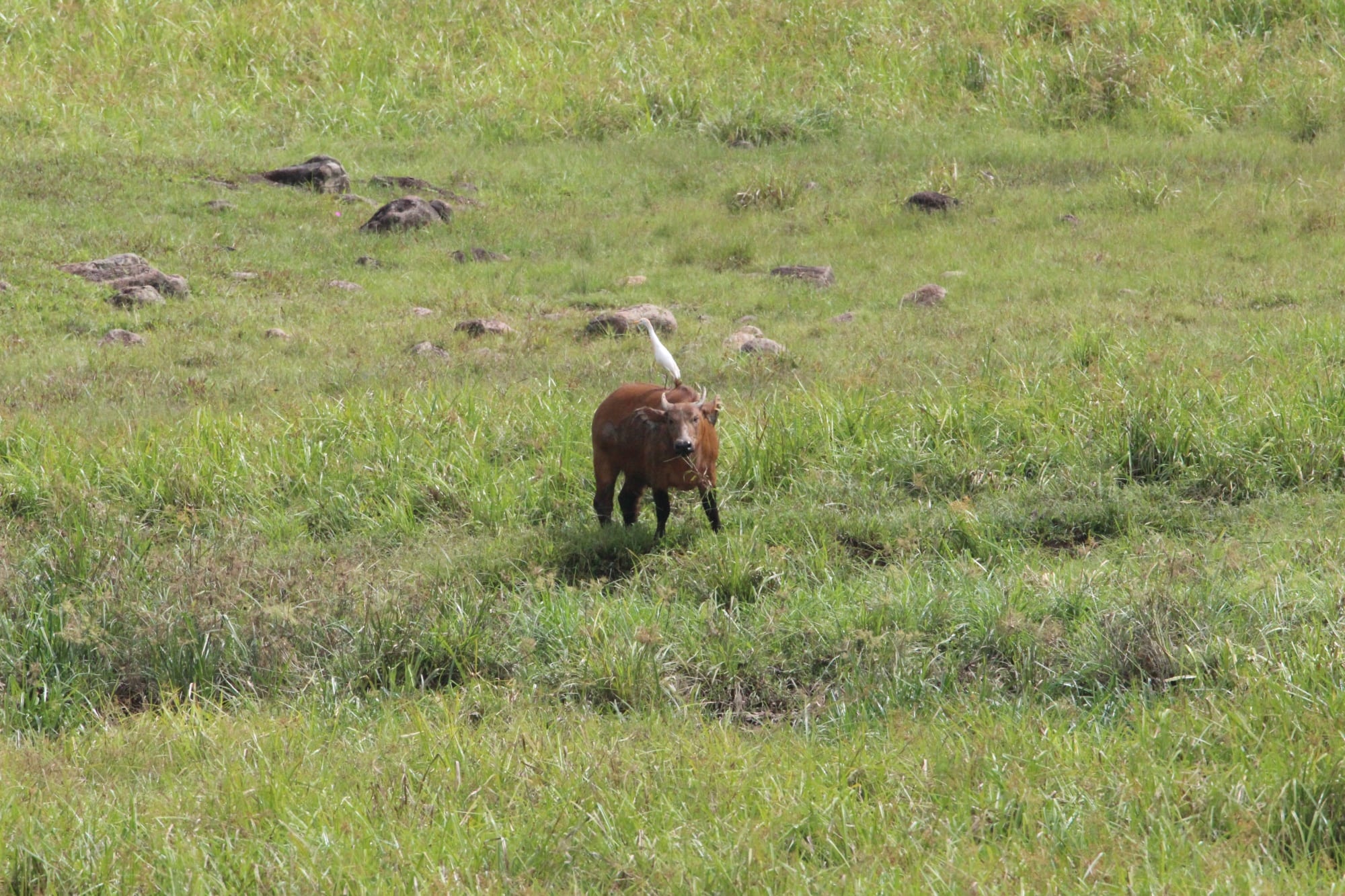 Parque Nacional de Ivindo, Gabón