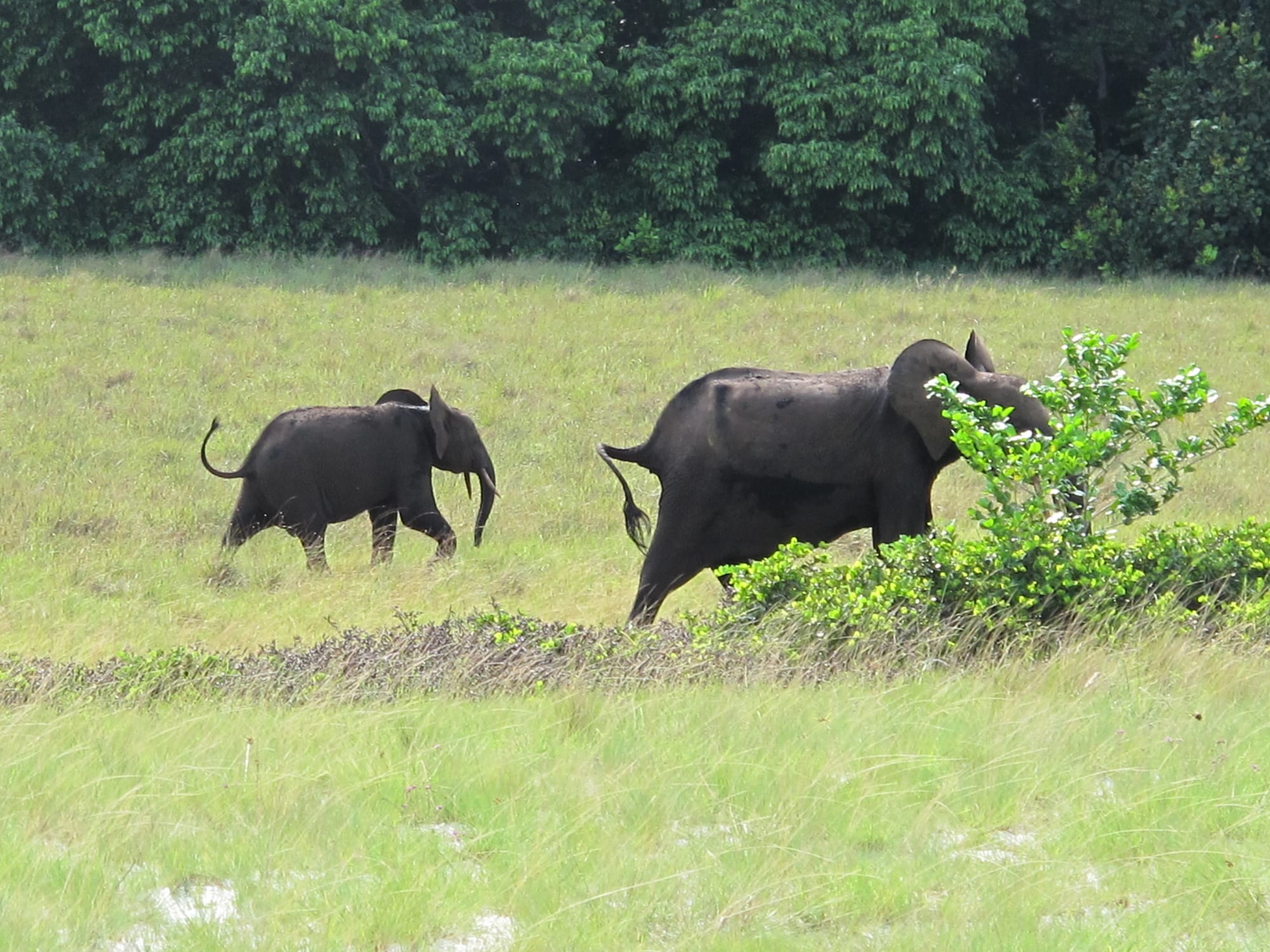 Loango-Nationalpark, Gabun