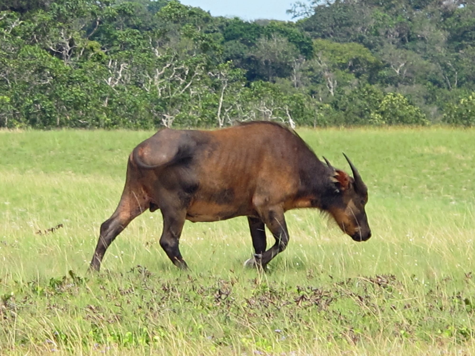 Parque Nacional de Loango, Gabón