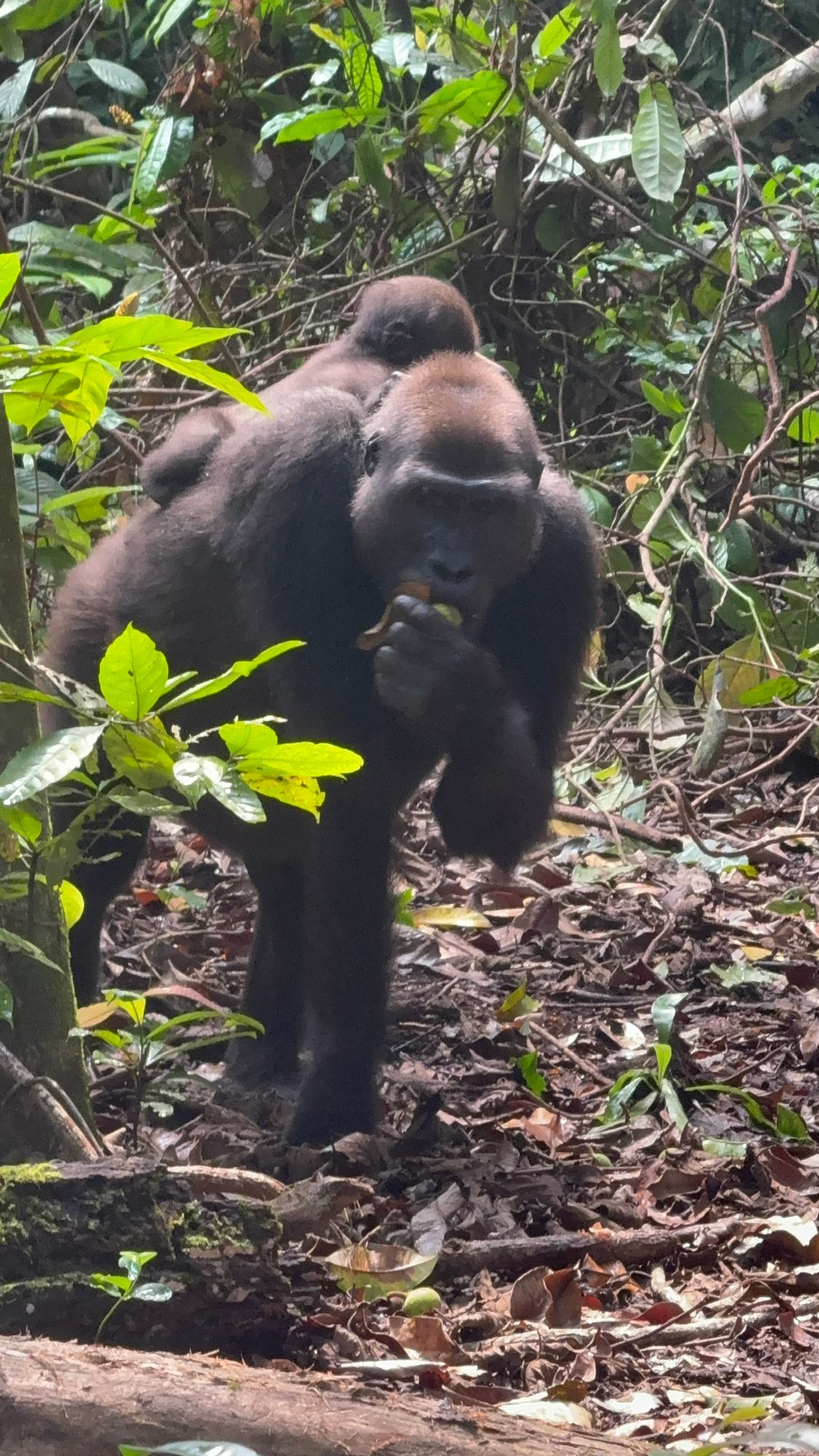 Parque Nacional de Loango, Gabón