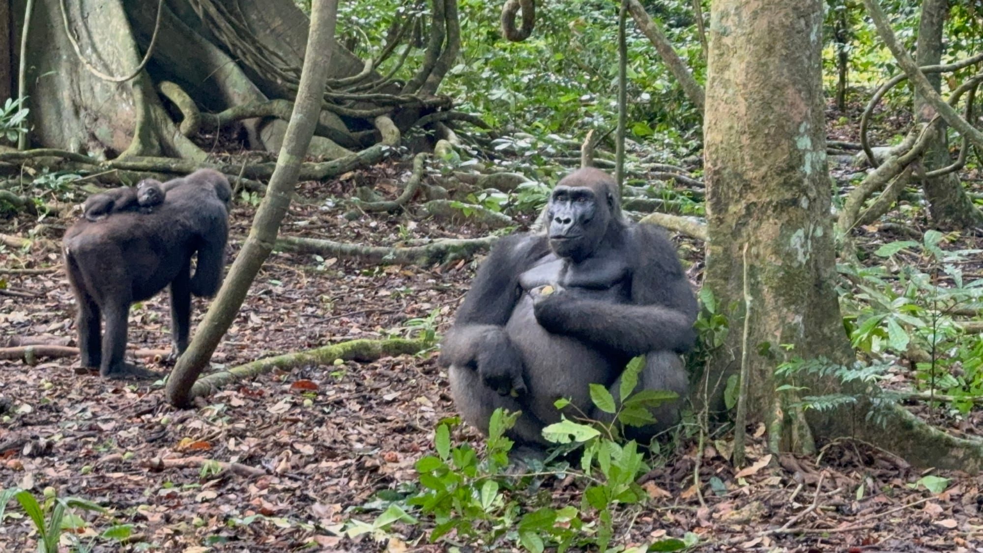 Parque Nacional de Loango, Gabón