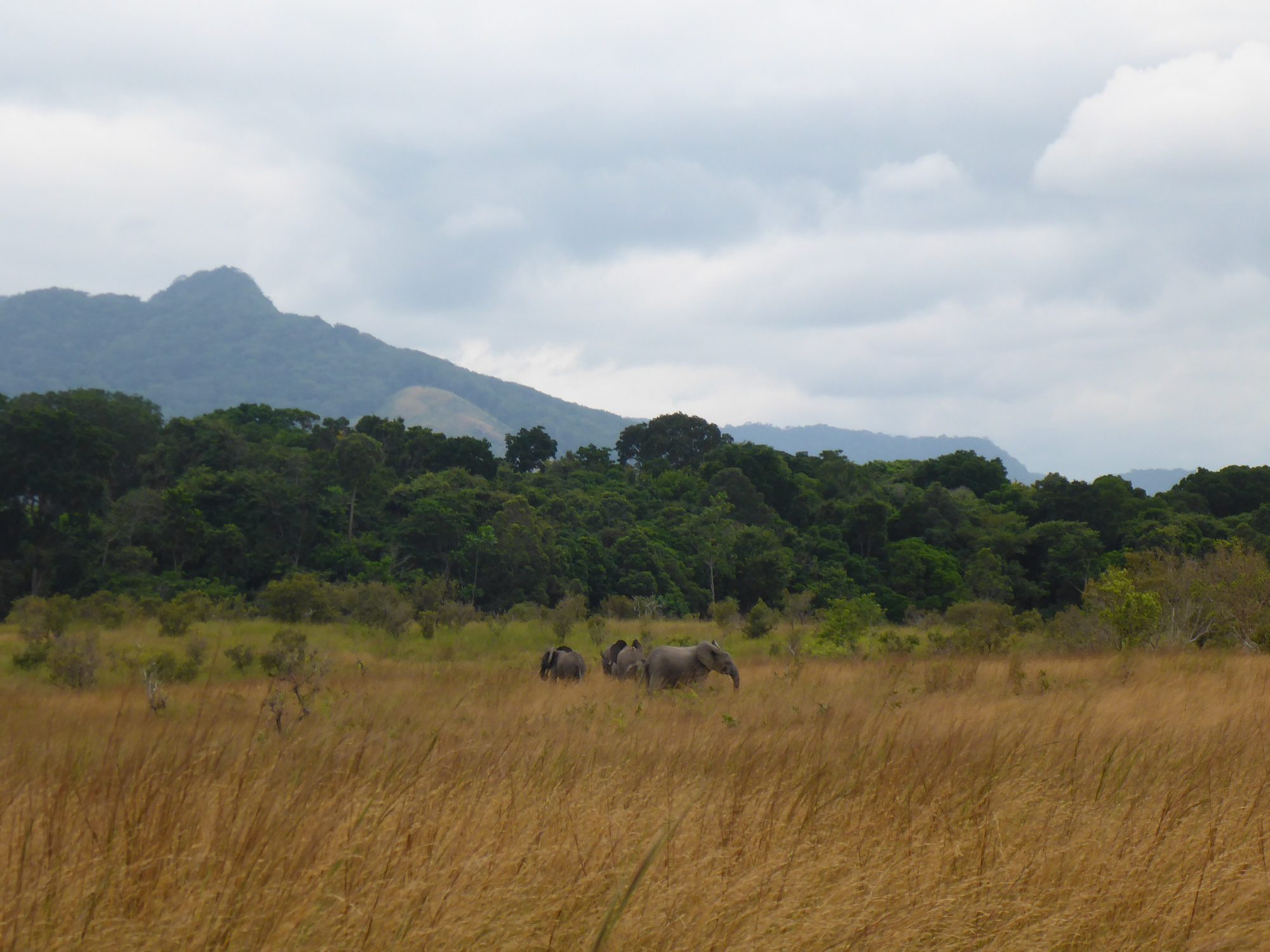 Elefantes en el Parque Nacional de Lopé