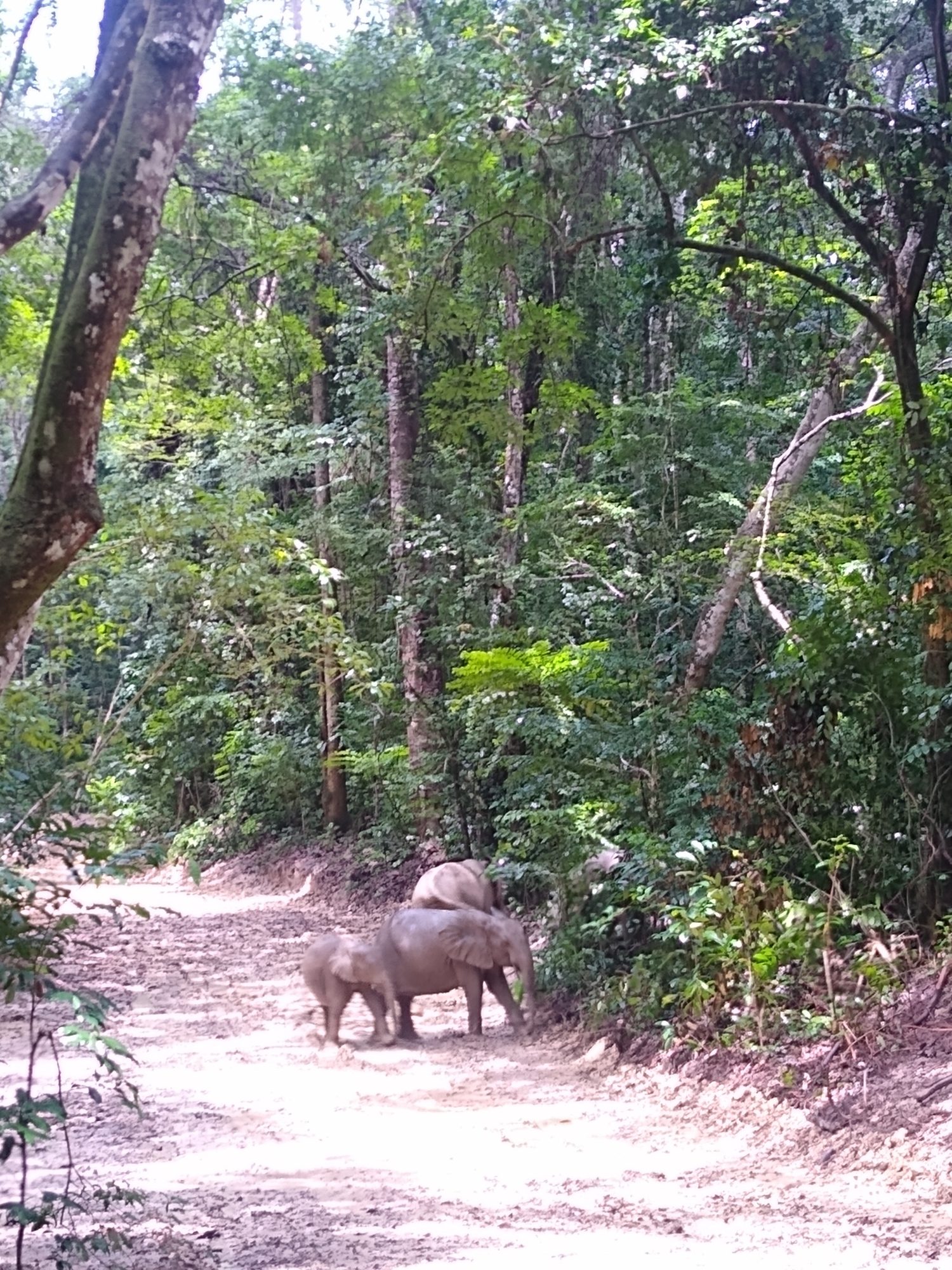 Pongara-Nationalpark, Gabun