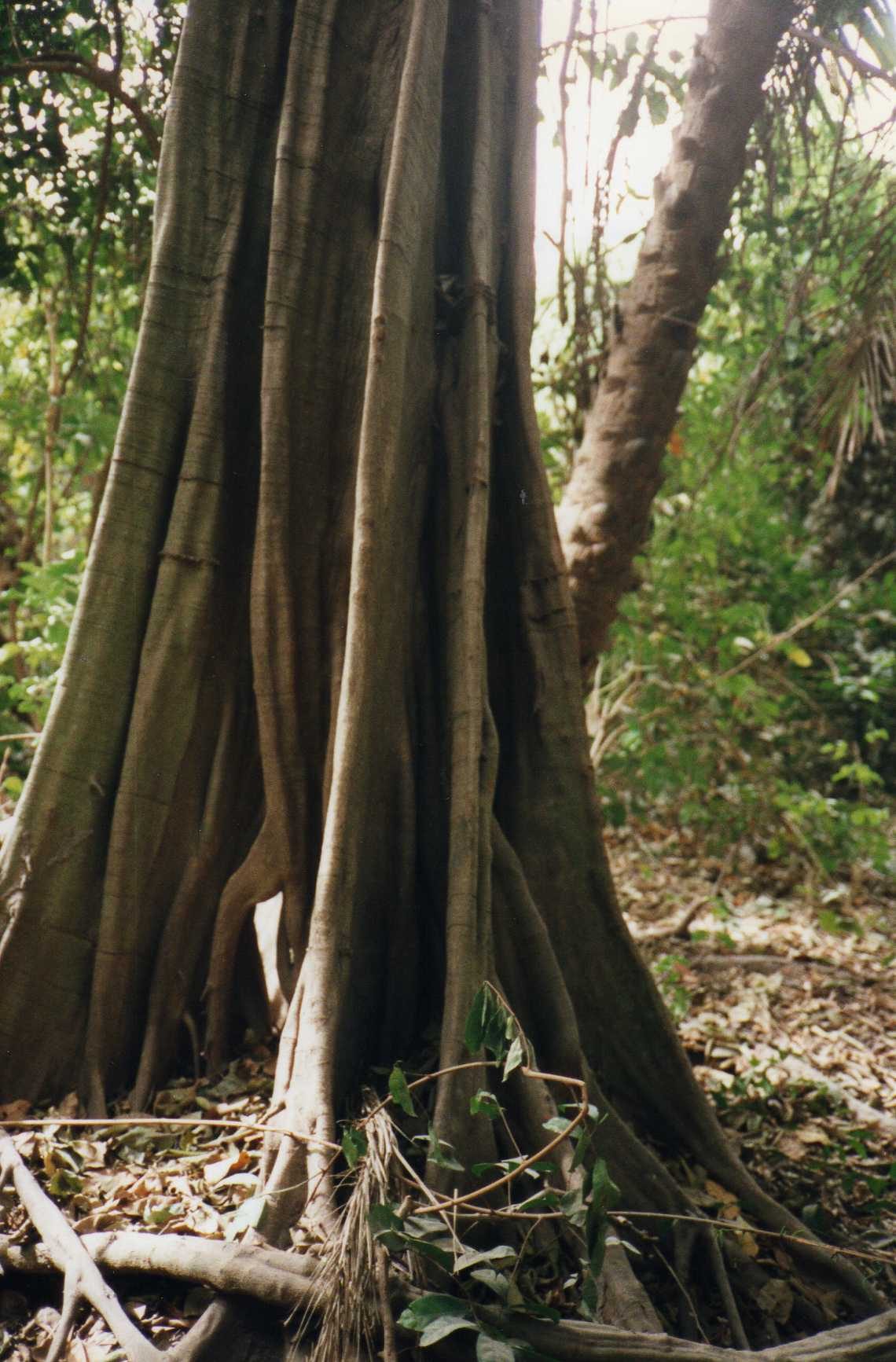 Abuko Nature Reserve forest