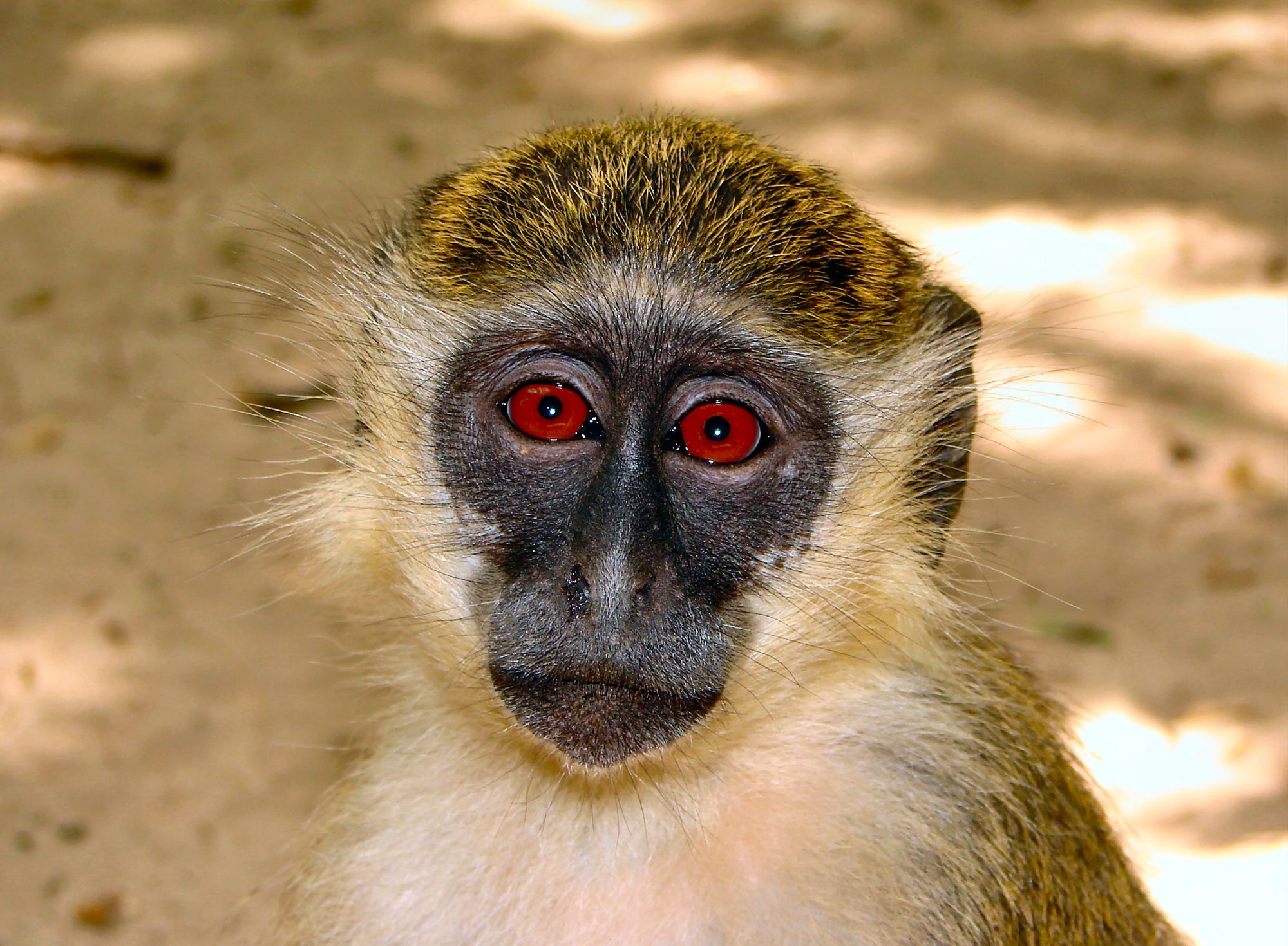 Monkey at Bijilo