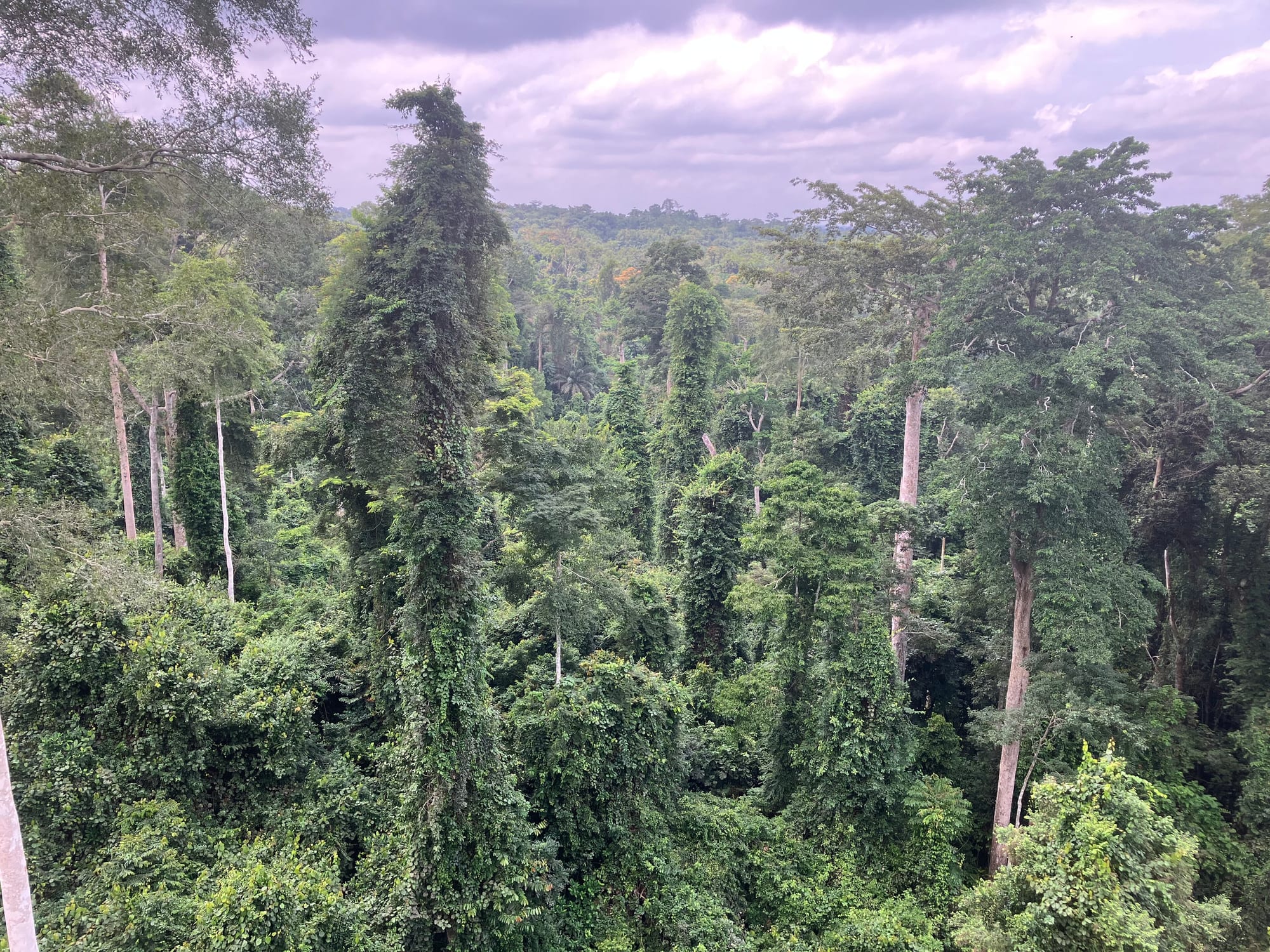 Parque Nacional Kakum, Ghana
