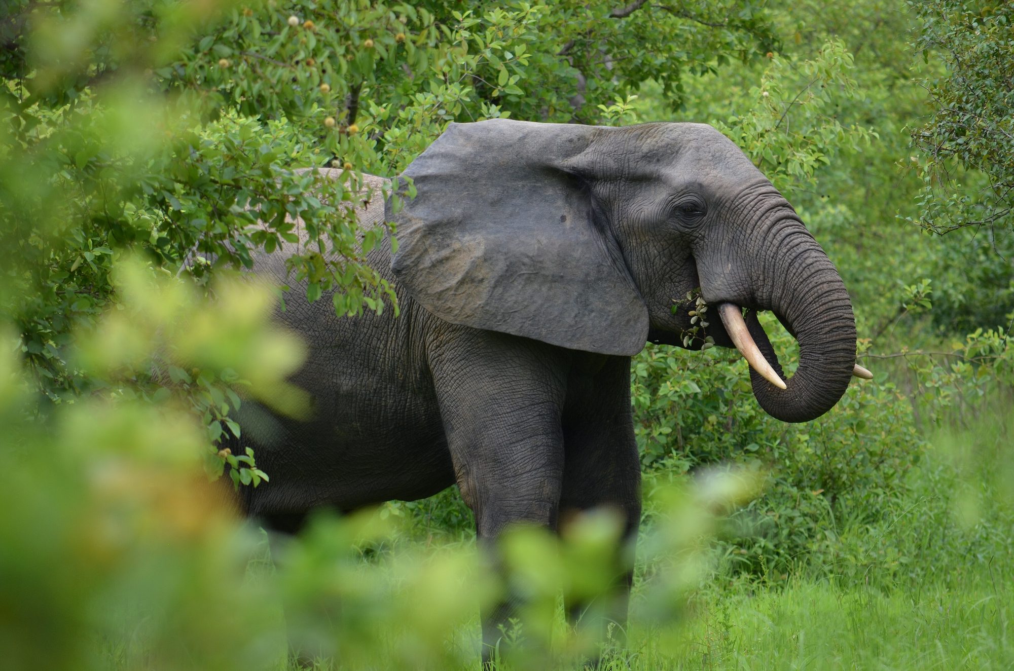 Elefante en el Parque Nacional Mole