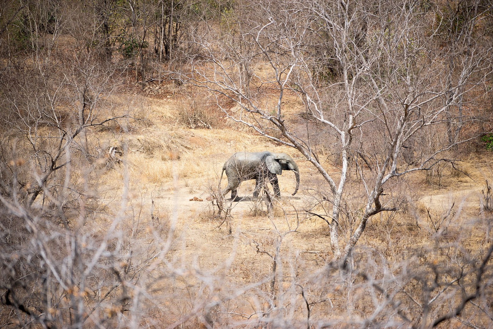Elefant im Mole-Nationalpark