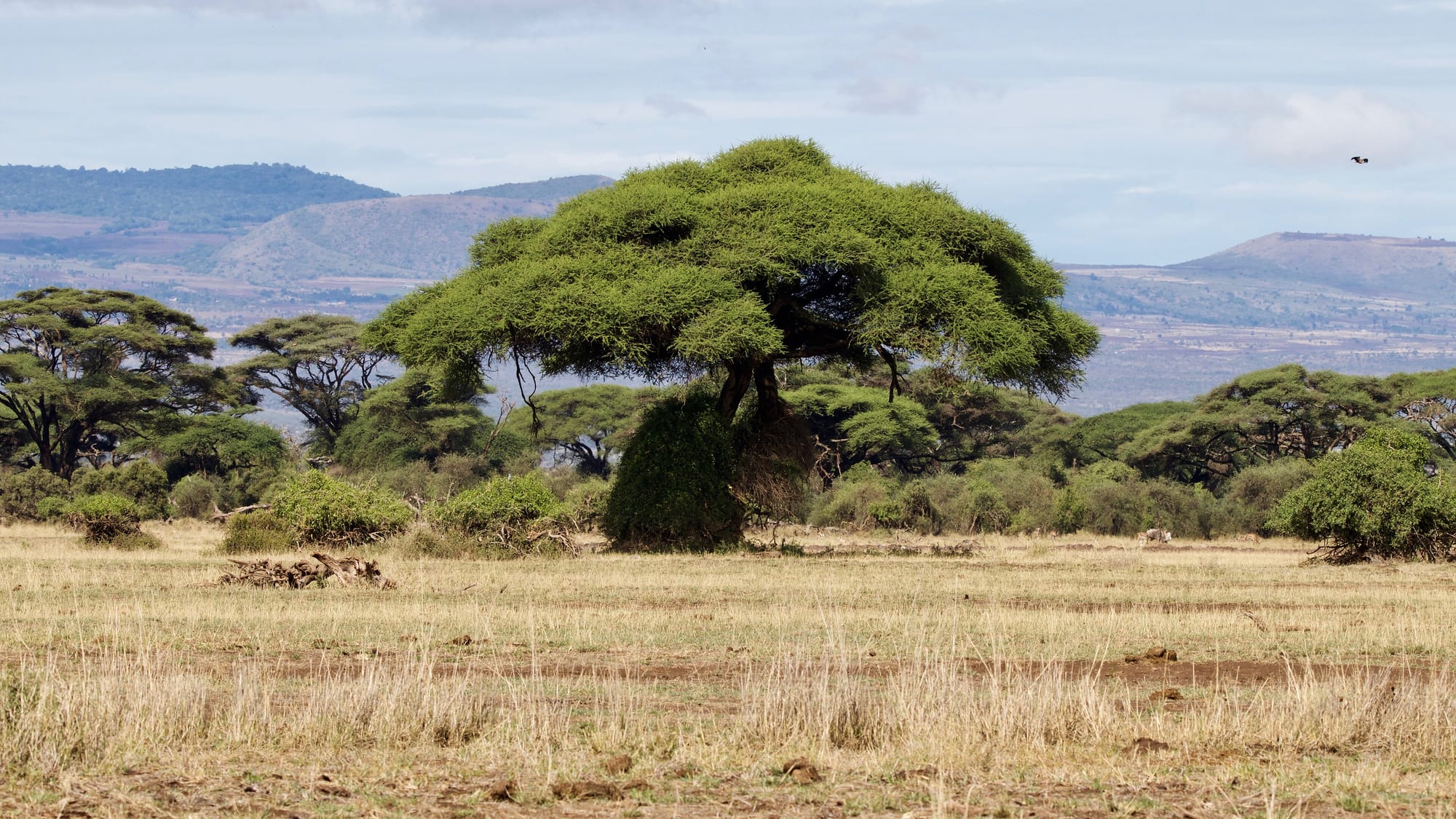 Amboseli, Kenya