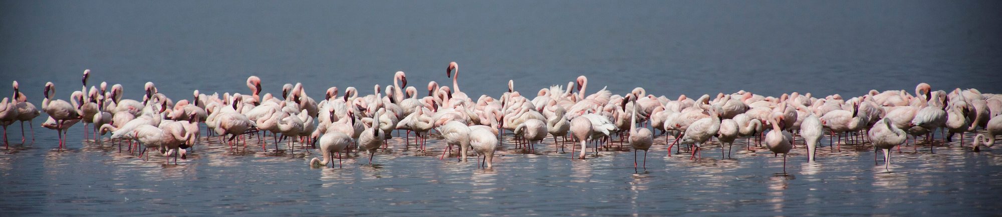 Lesser flamingos at Lake Nakuru