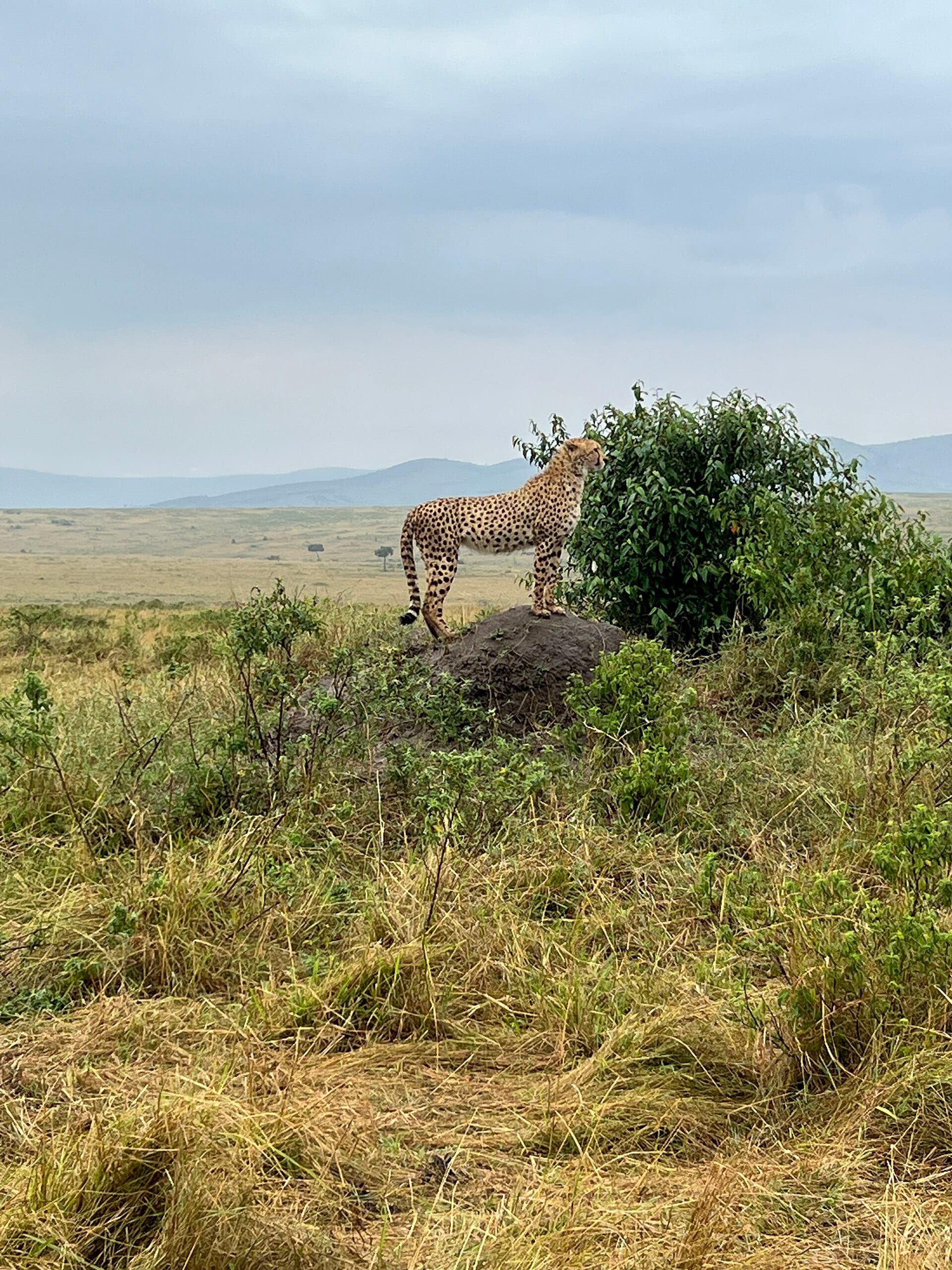 Maasai Mara, Kenya