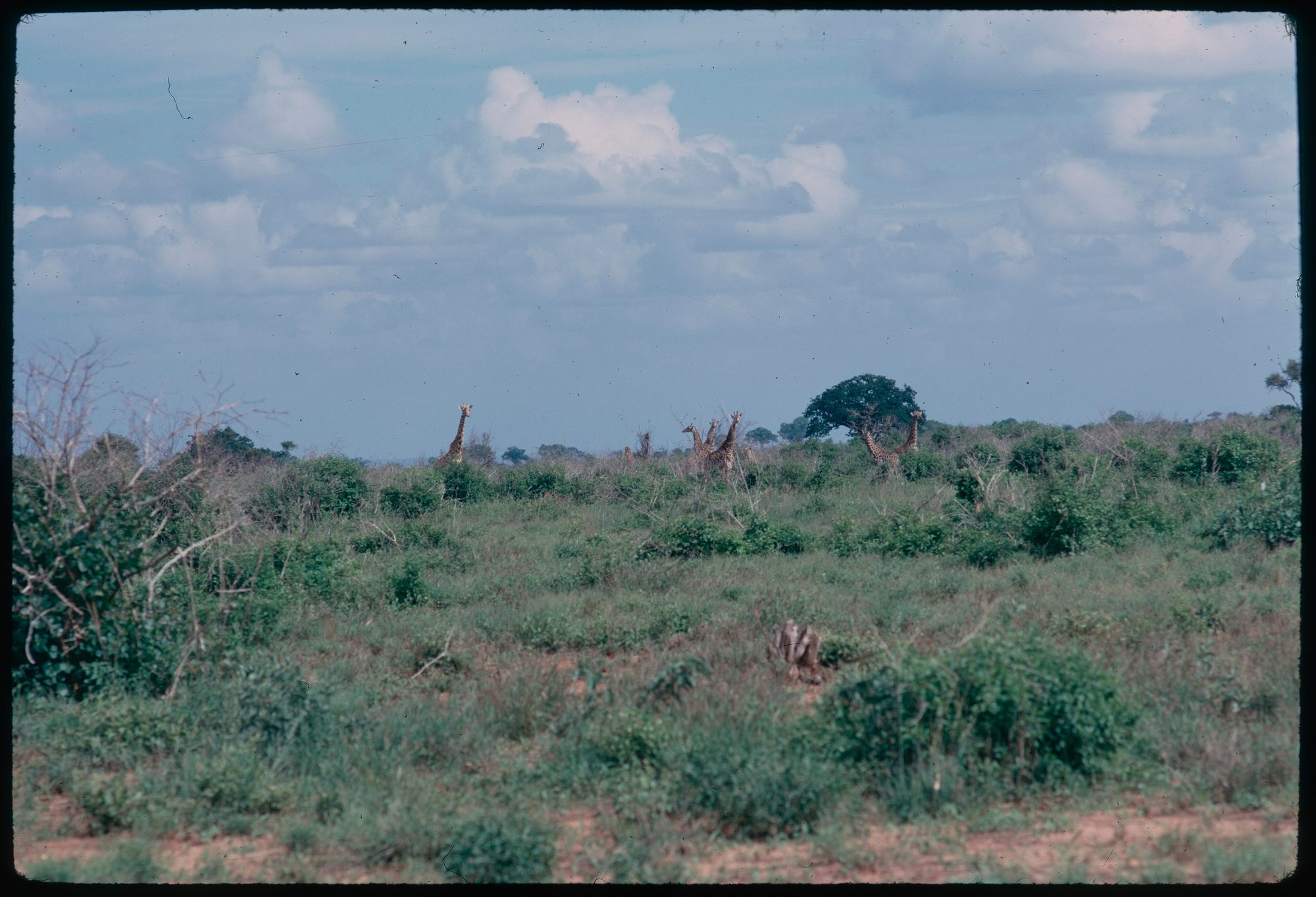 Giraffes in Tsavo East