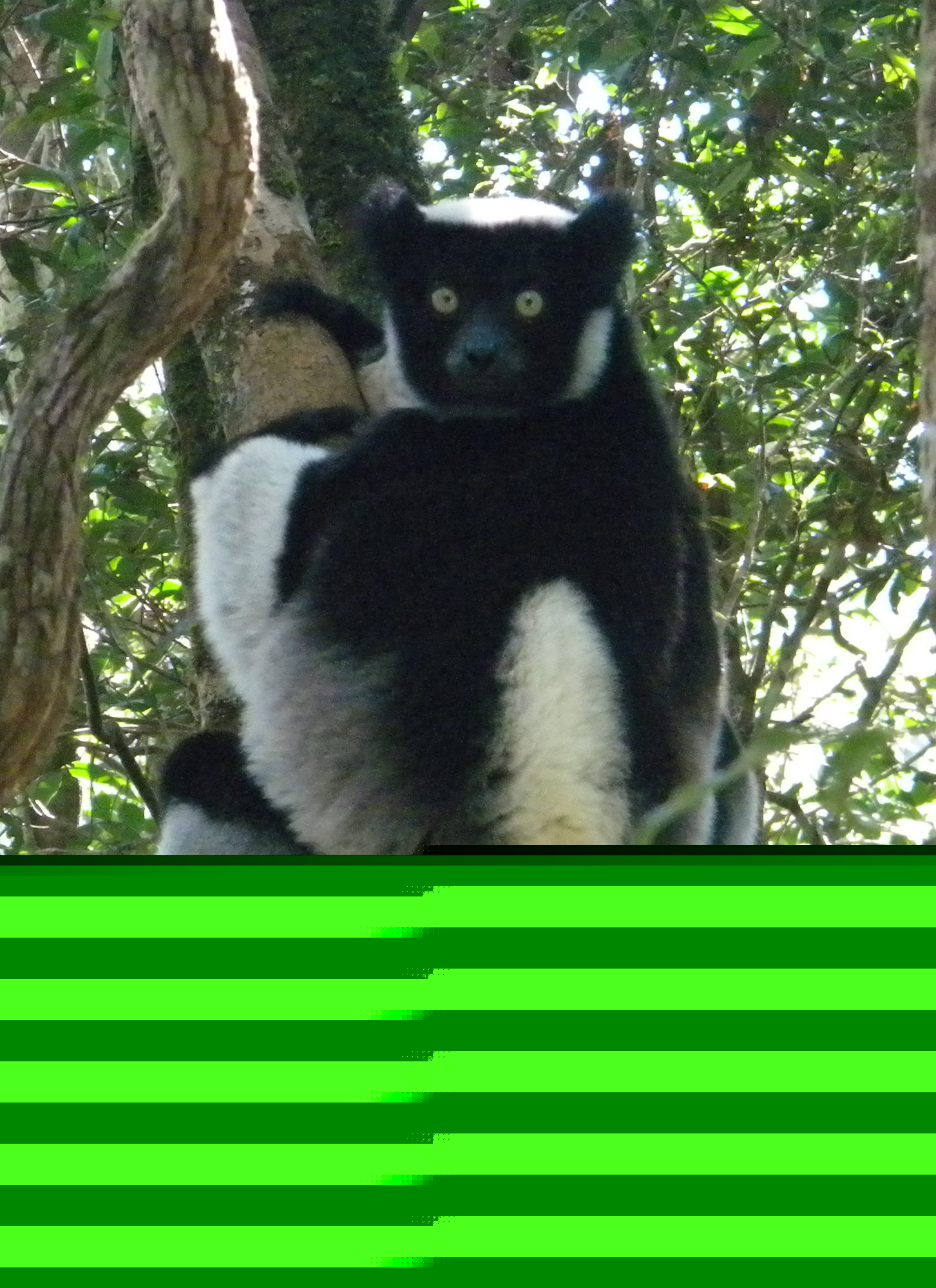 Indri, Madagascar's largest lemur