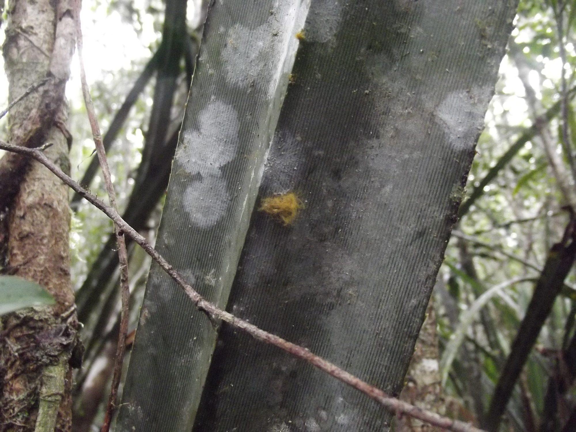 Forest detail, Andasibe-Mantadia