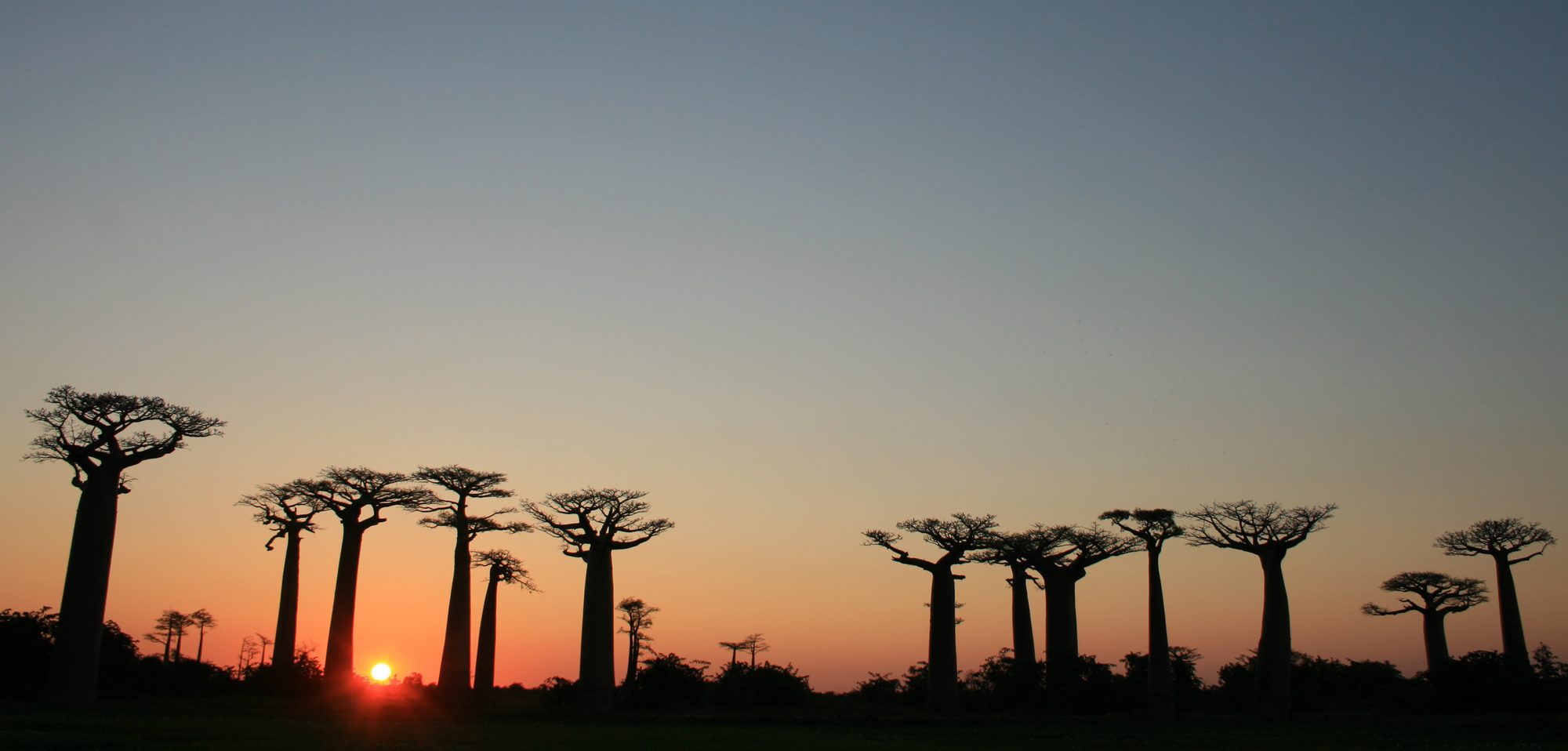 Avenue Of The Baobabs, Madagascar