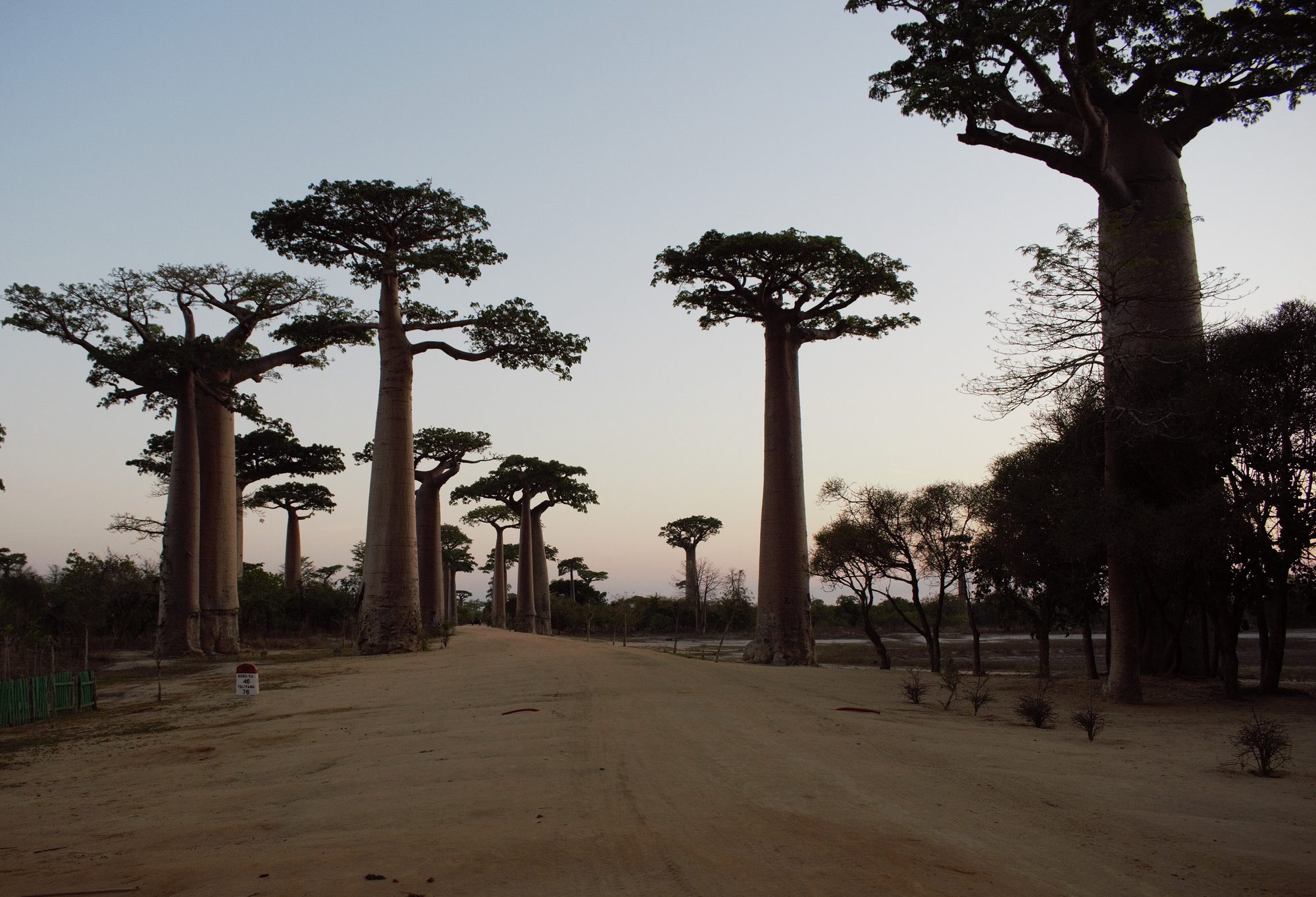 Avenue Of The Baobabs, Madagascar