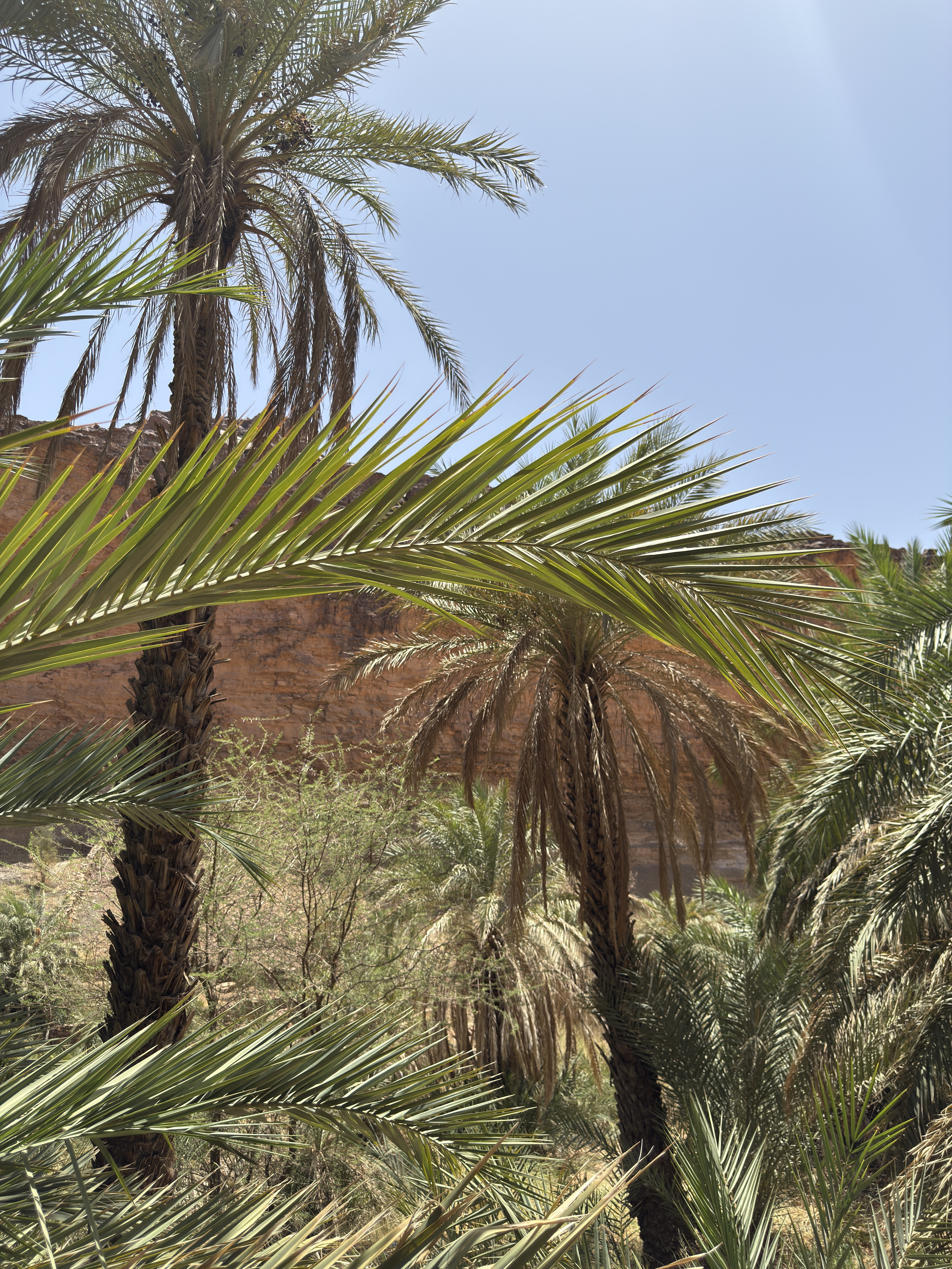 Oasis de Terjit