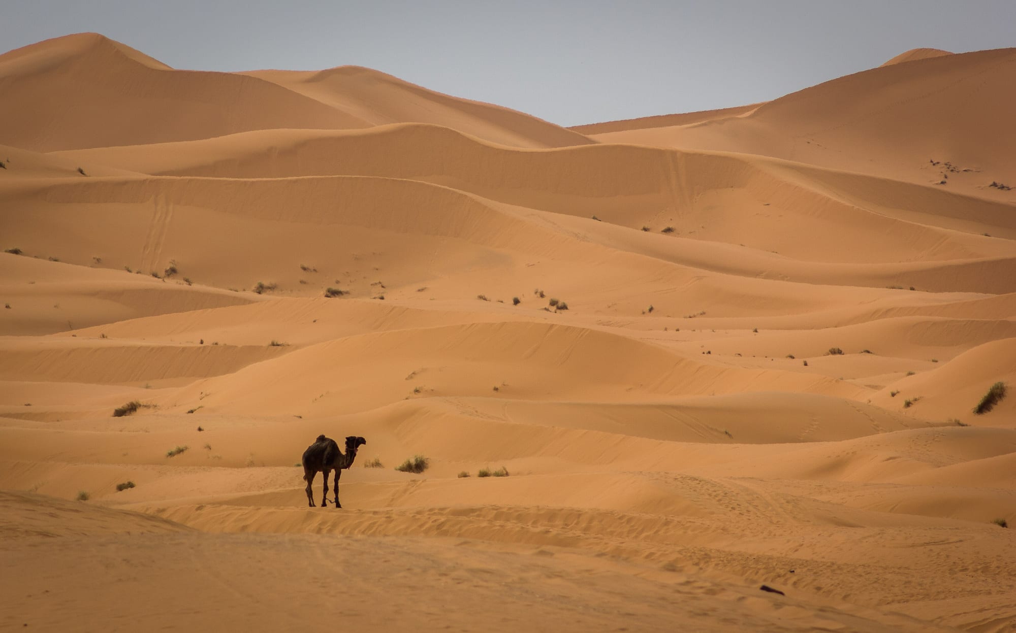 Merzouga Sahara Dunes, Morocco