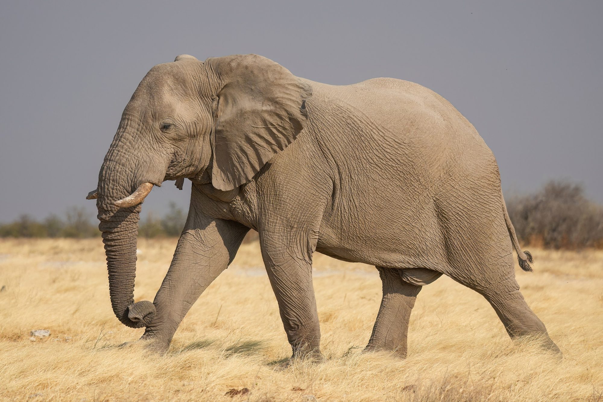 Etosha National Park, Namibia