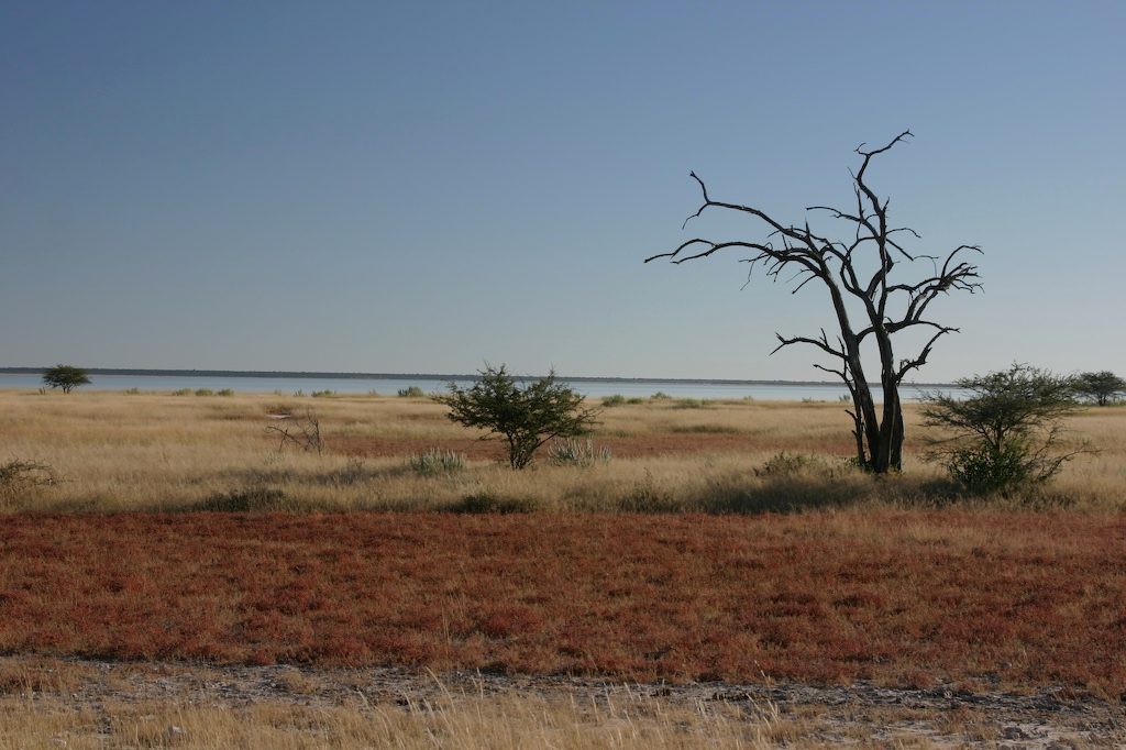 Etosha National Park, Namibia