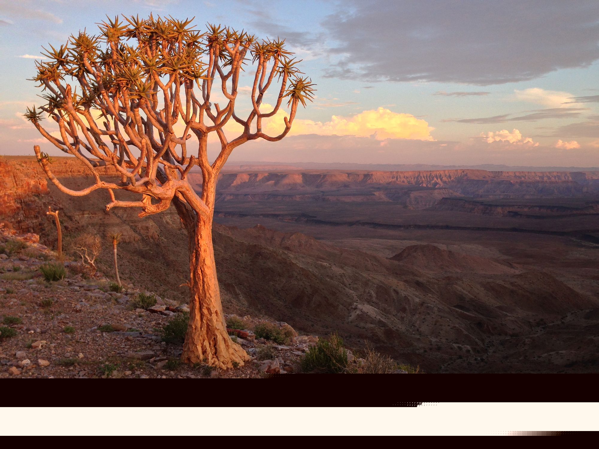 Fish River Canyon with quiver tree at sunset