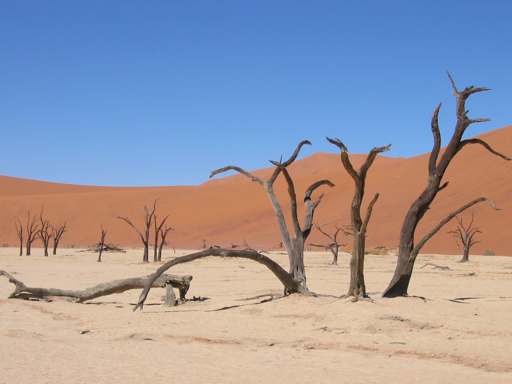 Dead tree group at Deadvlei