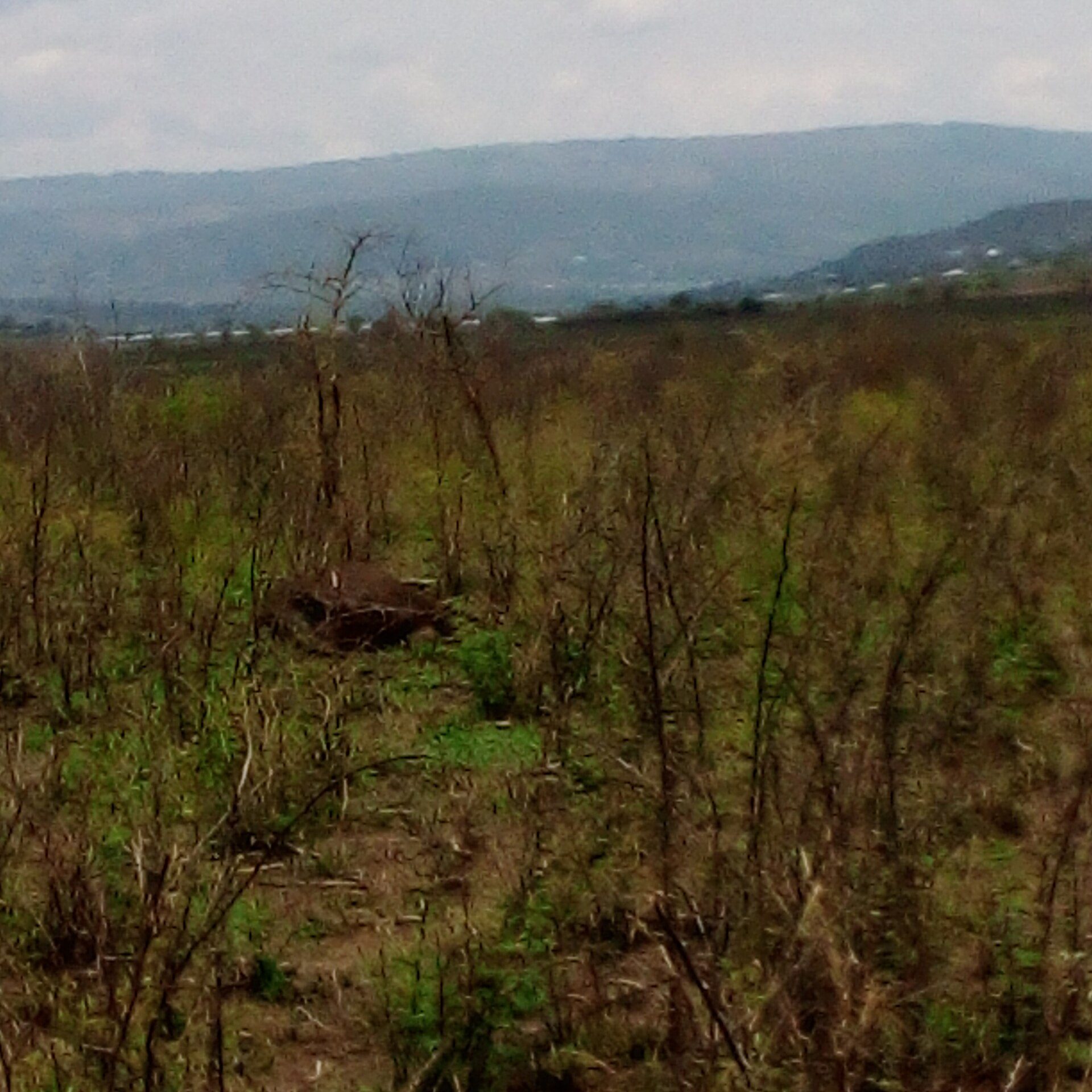 Akagera savannah