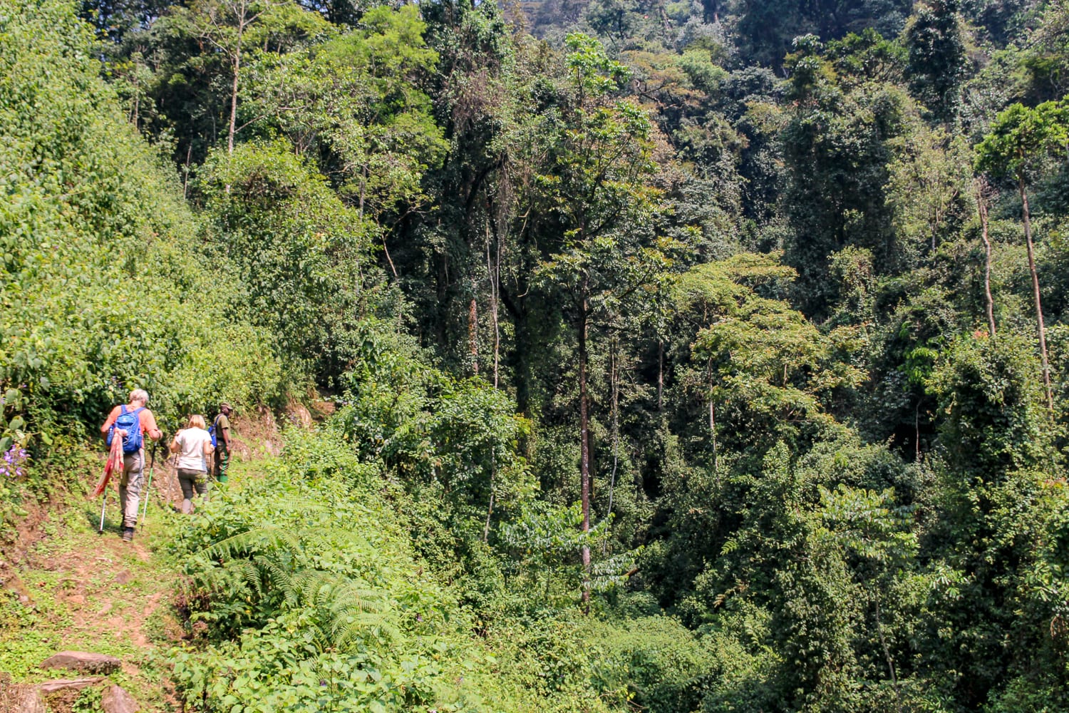Nyungwe Forest, Rwanda