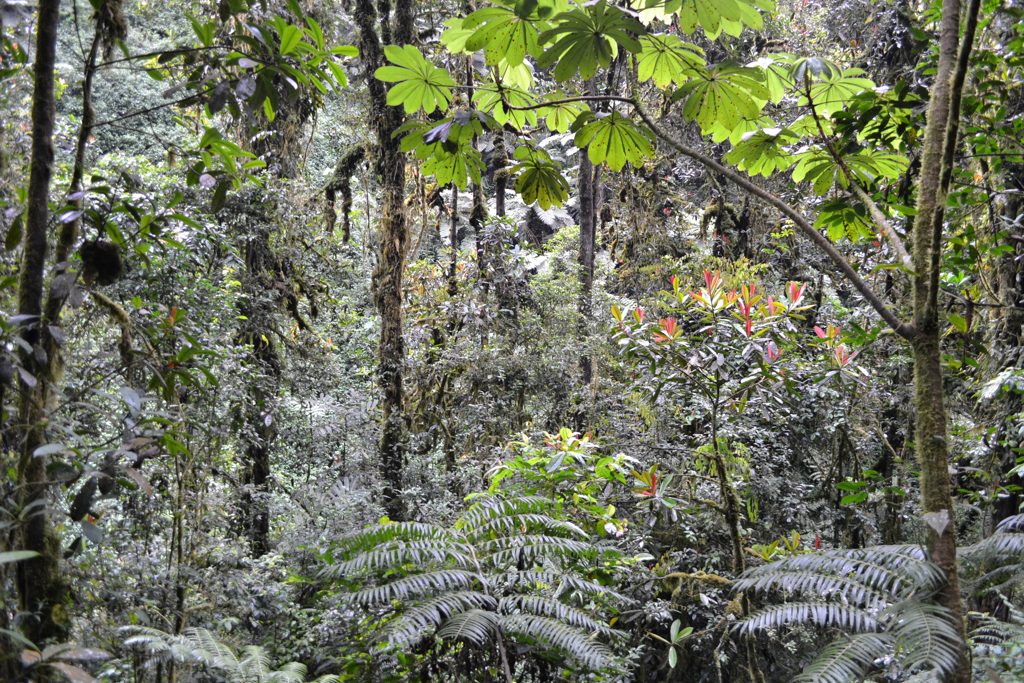 Nyungwe rainforest canopy