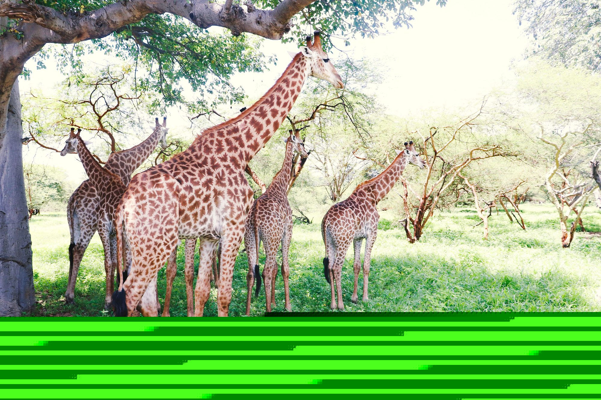 Giraffe at Bandia Reserve, Senegal