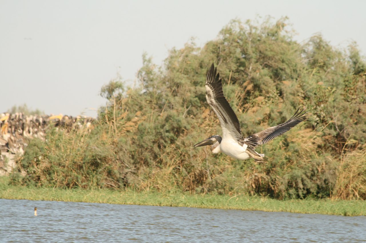 Pelikane in Djoudj