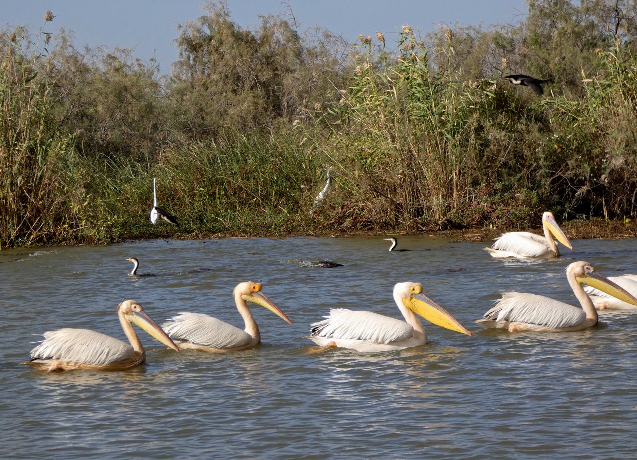 Djoudj National Park wetland