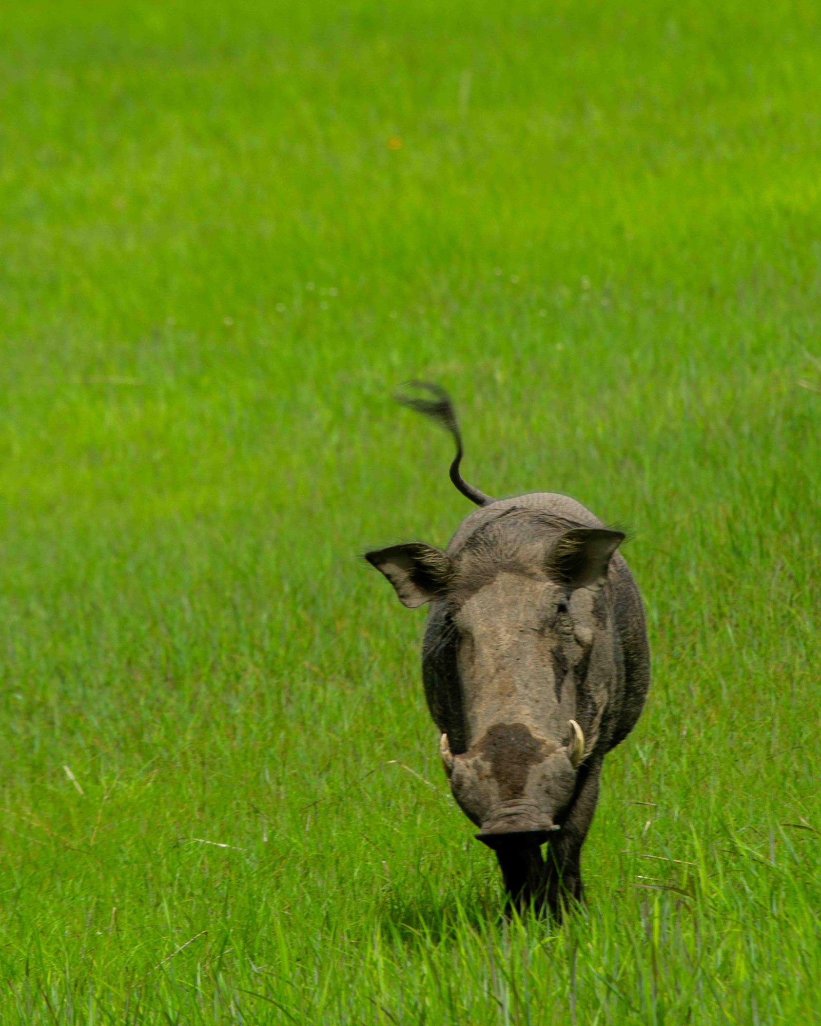 Warthog in Niokolo-Koba