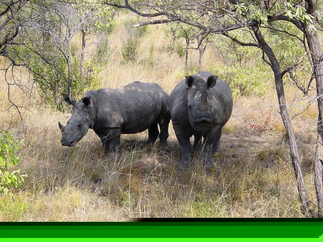 Kruger National Park, South Africa