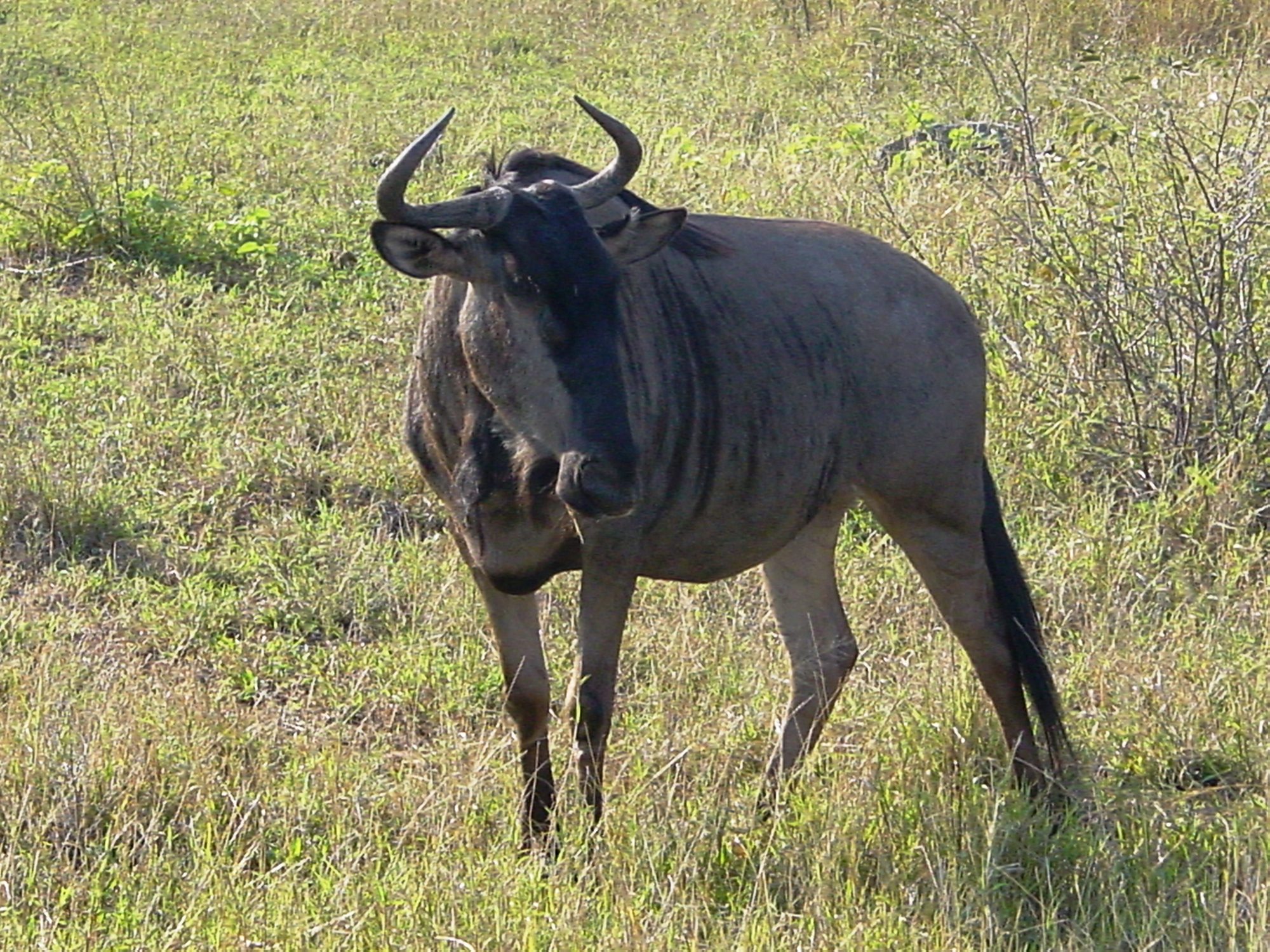 Parque Nacional Kruger, Sudáfrica