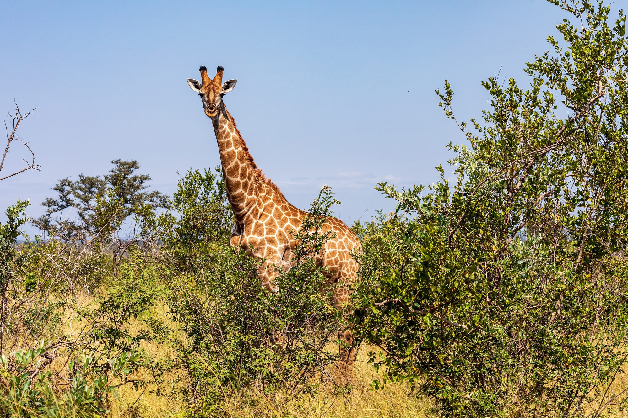 Parque Nacional Kruger, Sudáfrica