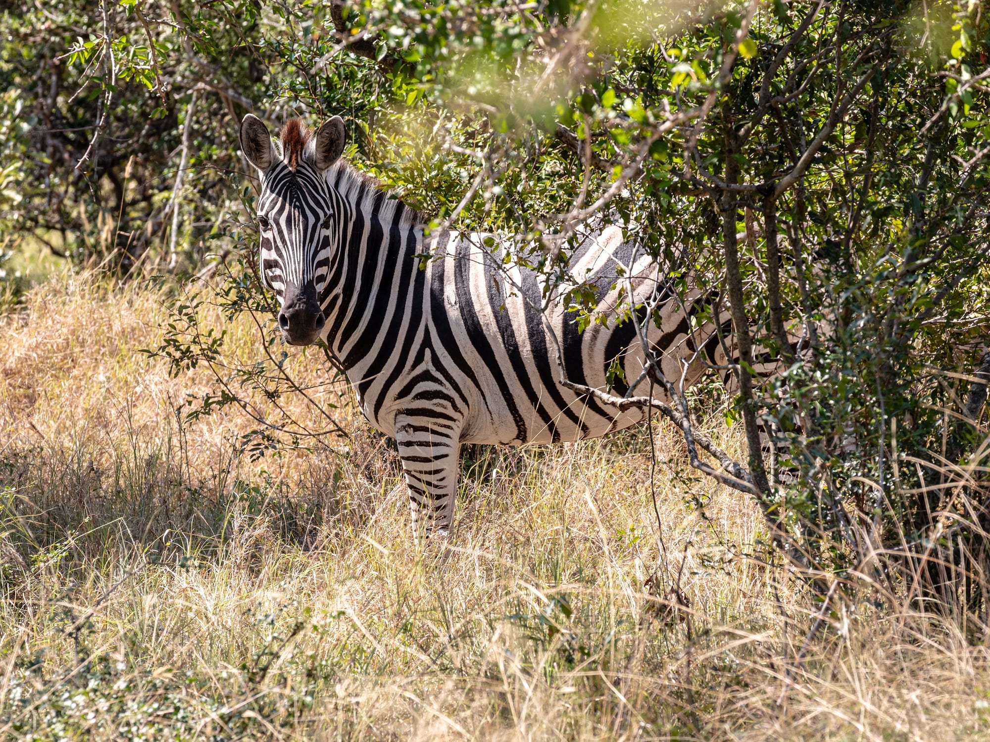 Parque Nacional Kruger, Sudáfrica