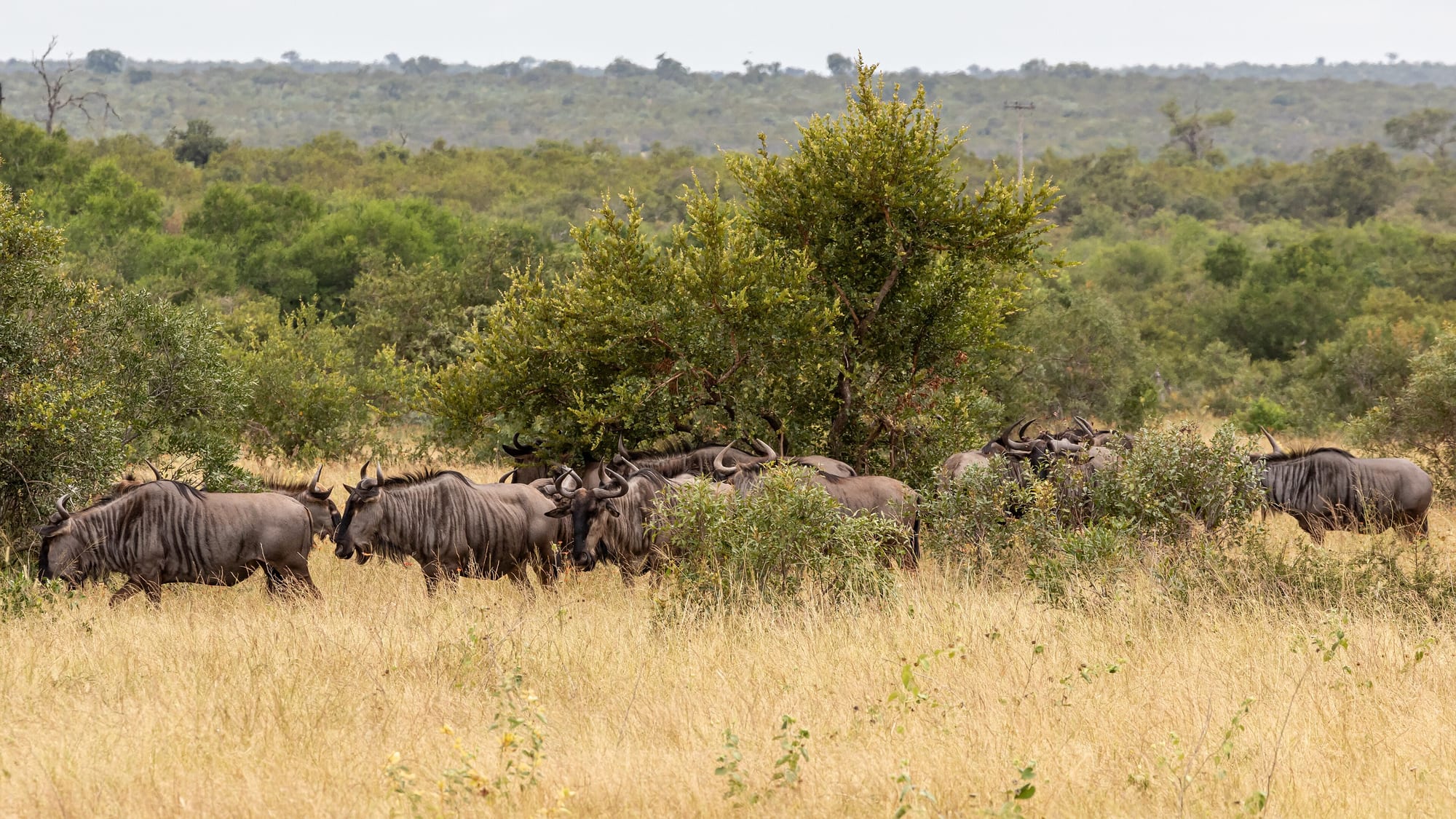 Parque Nacional Kruger, Sudáfrica