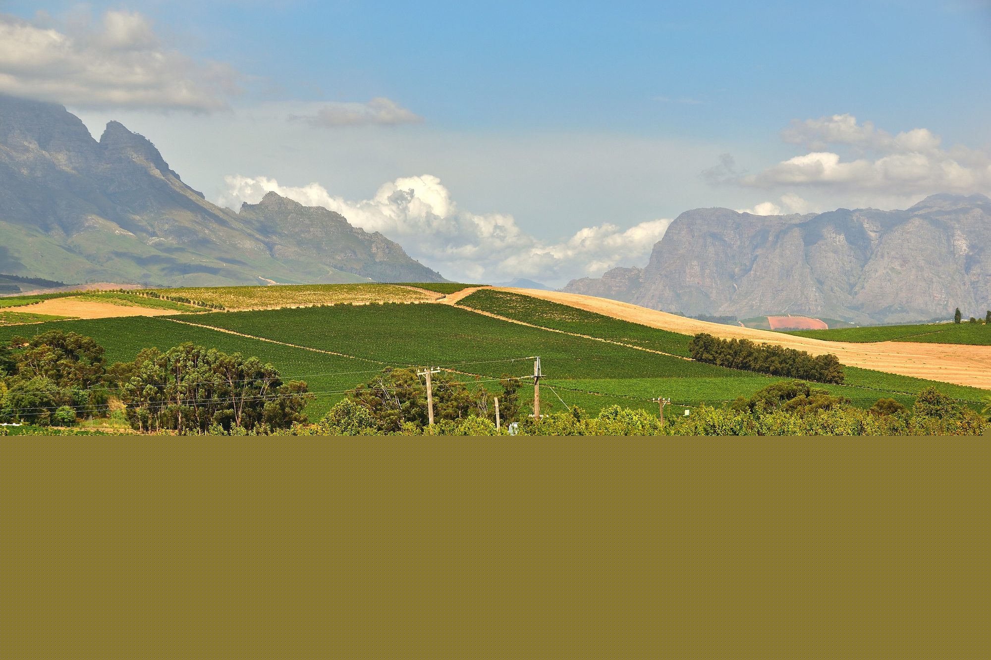 Vineyards in Stellenbosch