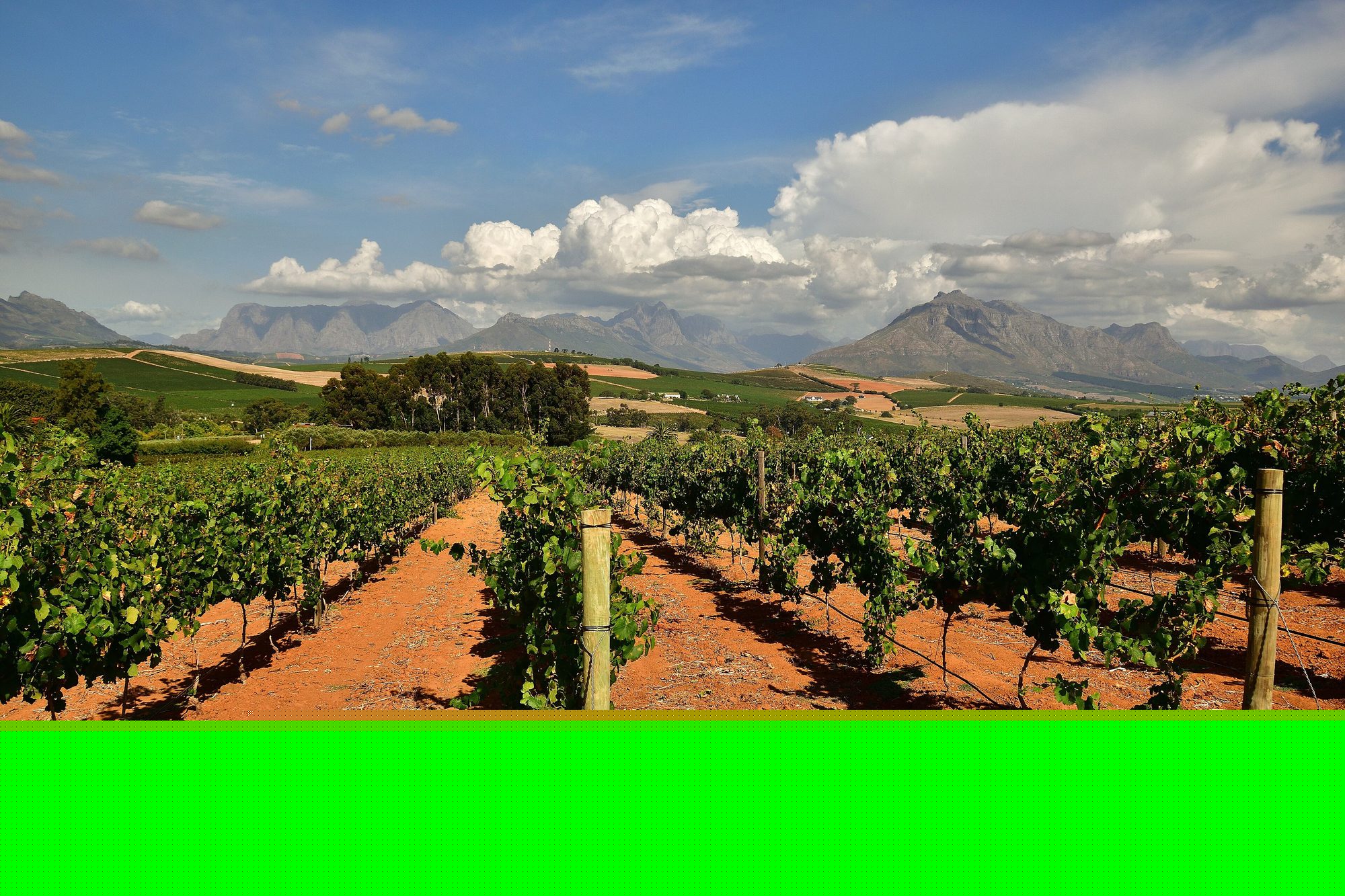 Vineyards in Stellenbosch II