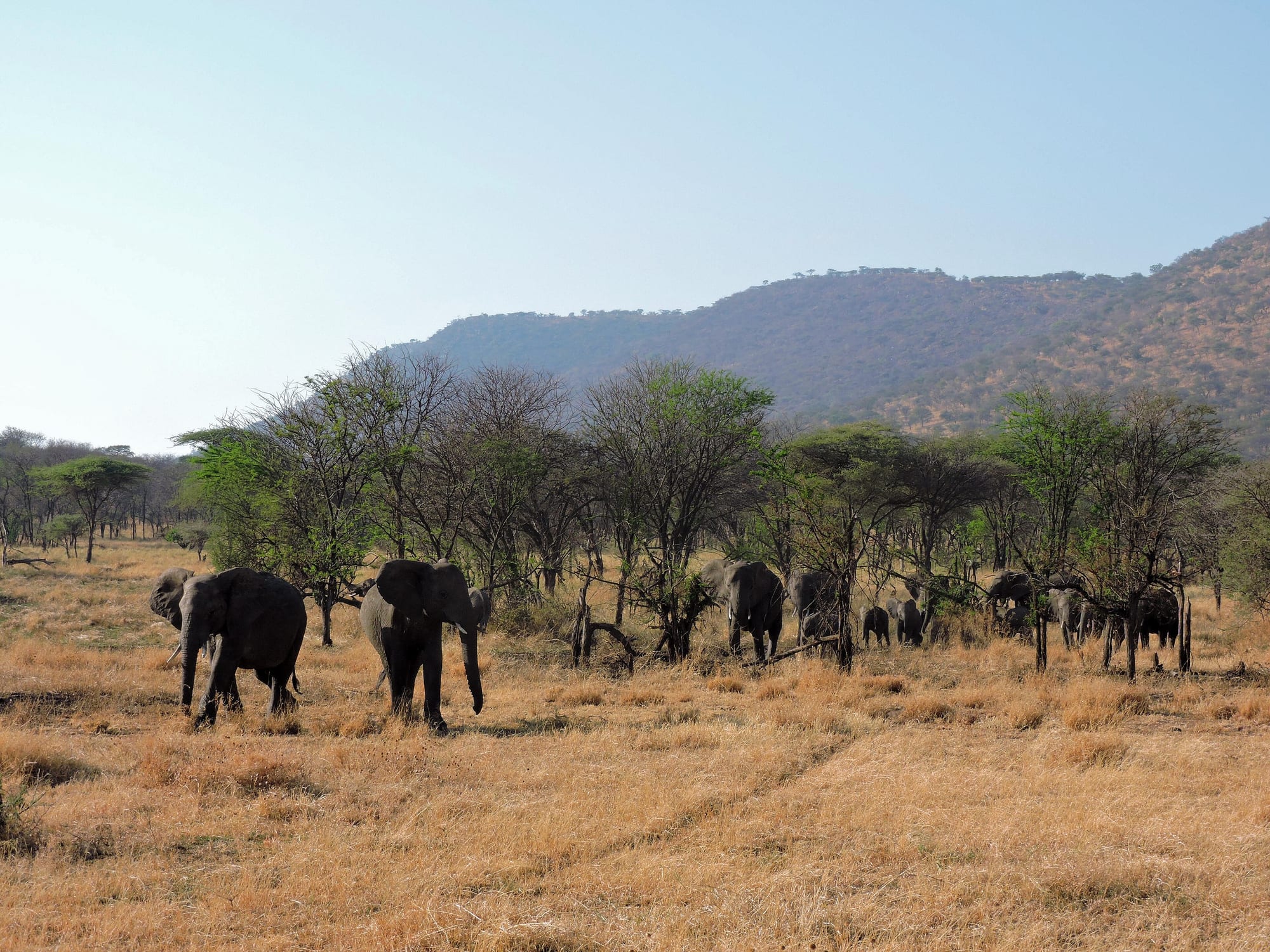 Serengeti, Tanzania
