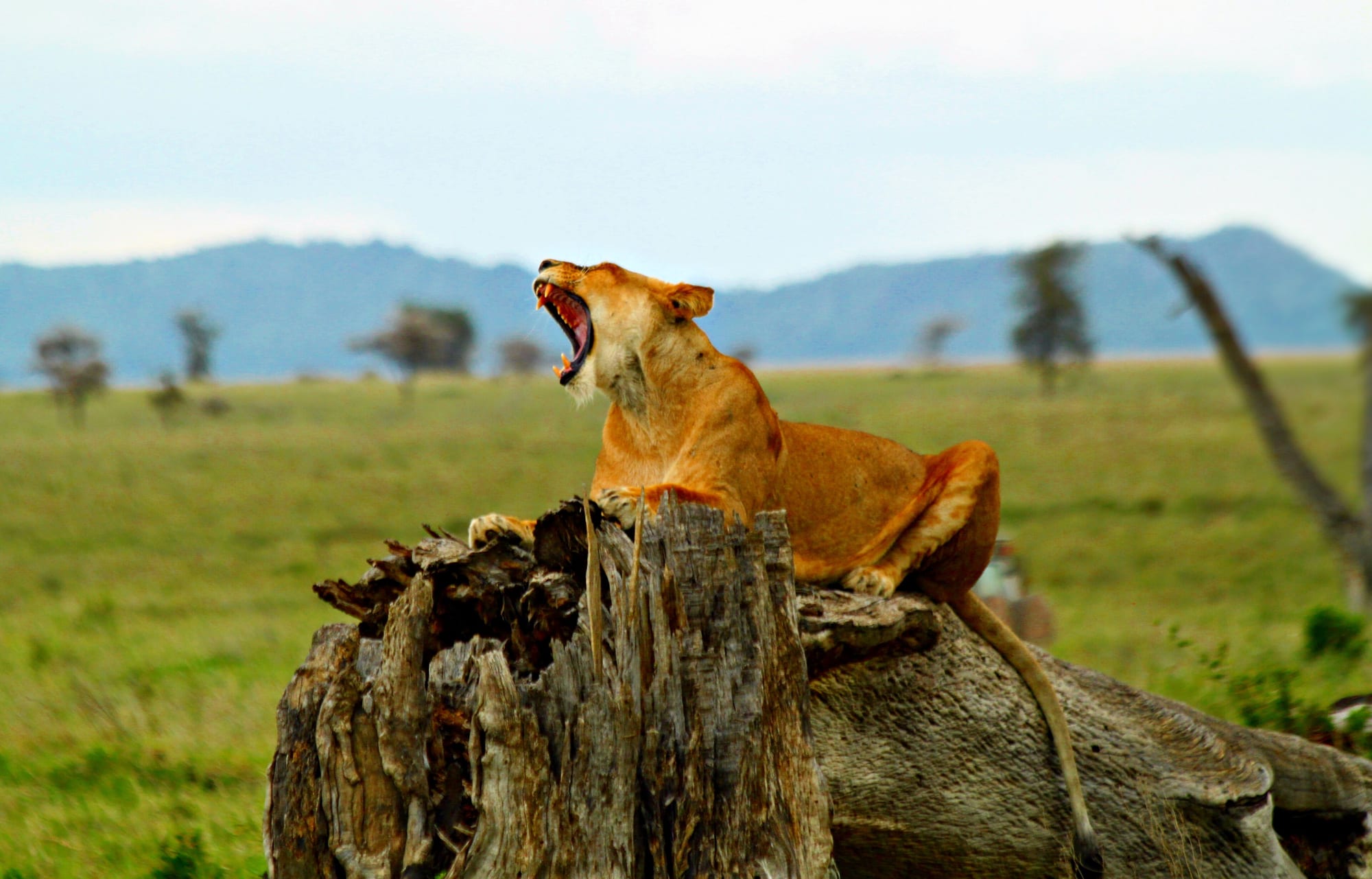 Serengeti, Tanzania