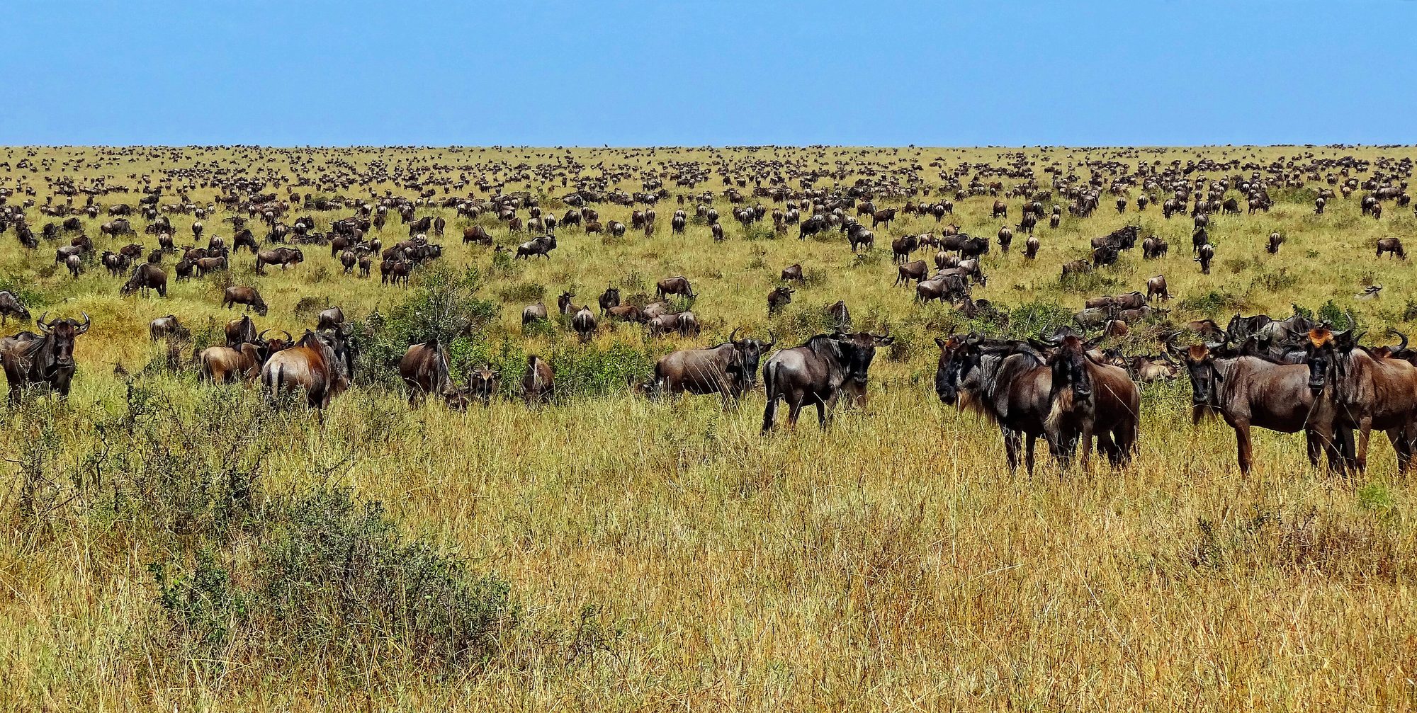 Wildebeest during the Great Migration