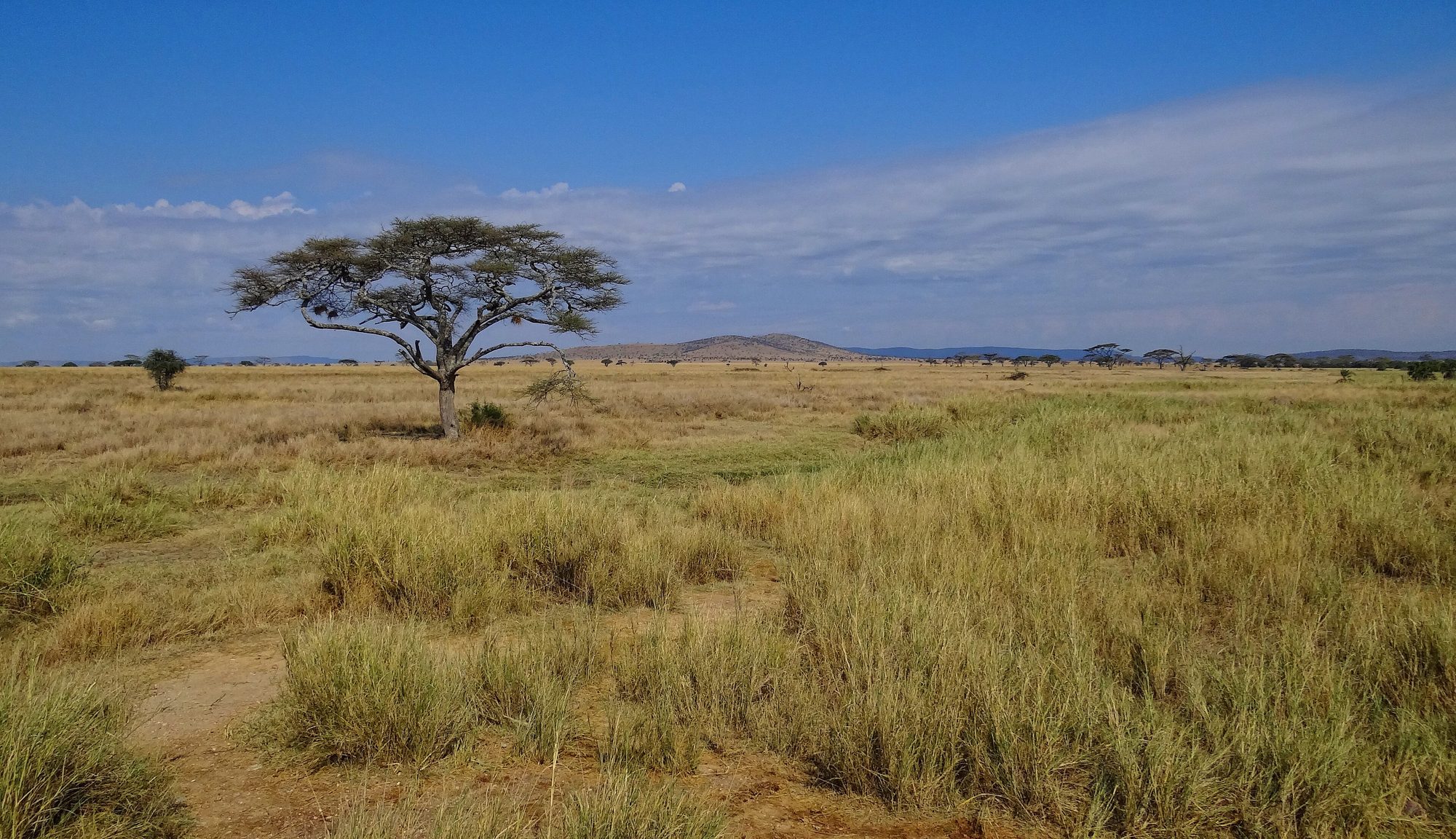 Serengeti landscape
