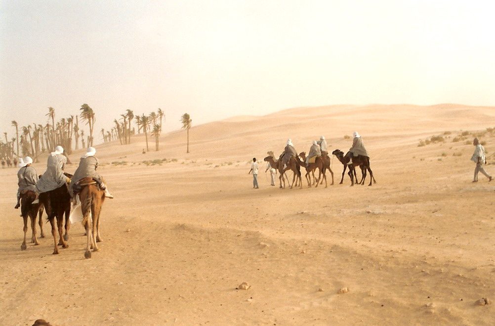 Camels in the desert near Douz